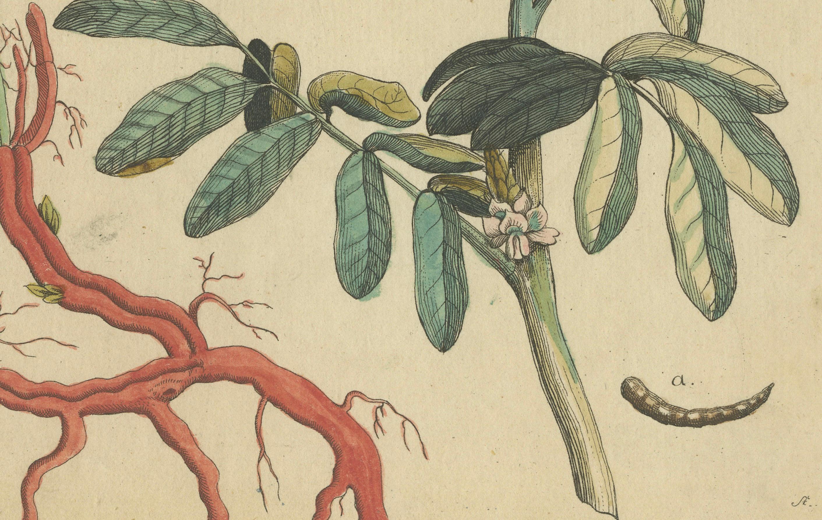 Antique Handcolored Engraving of Medicinal Plants, c.1800 In Good Condition For Sale In Langweer, NL