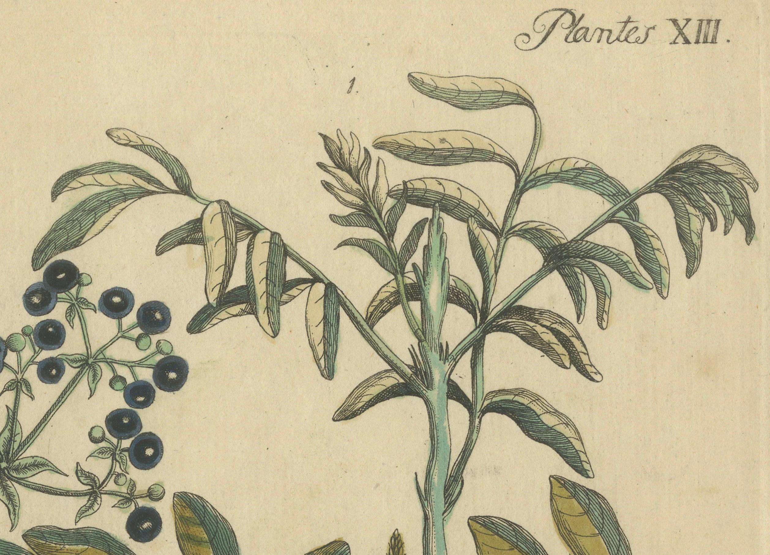 Early 19th Century Antique Handcolored Engraving of Medicinal Plants, c.1800 For Sale
