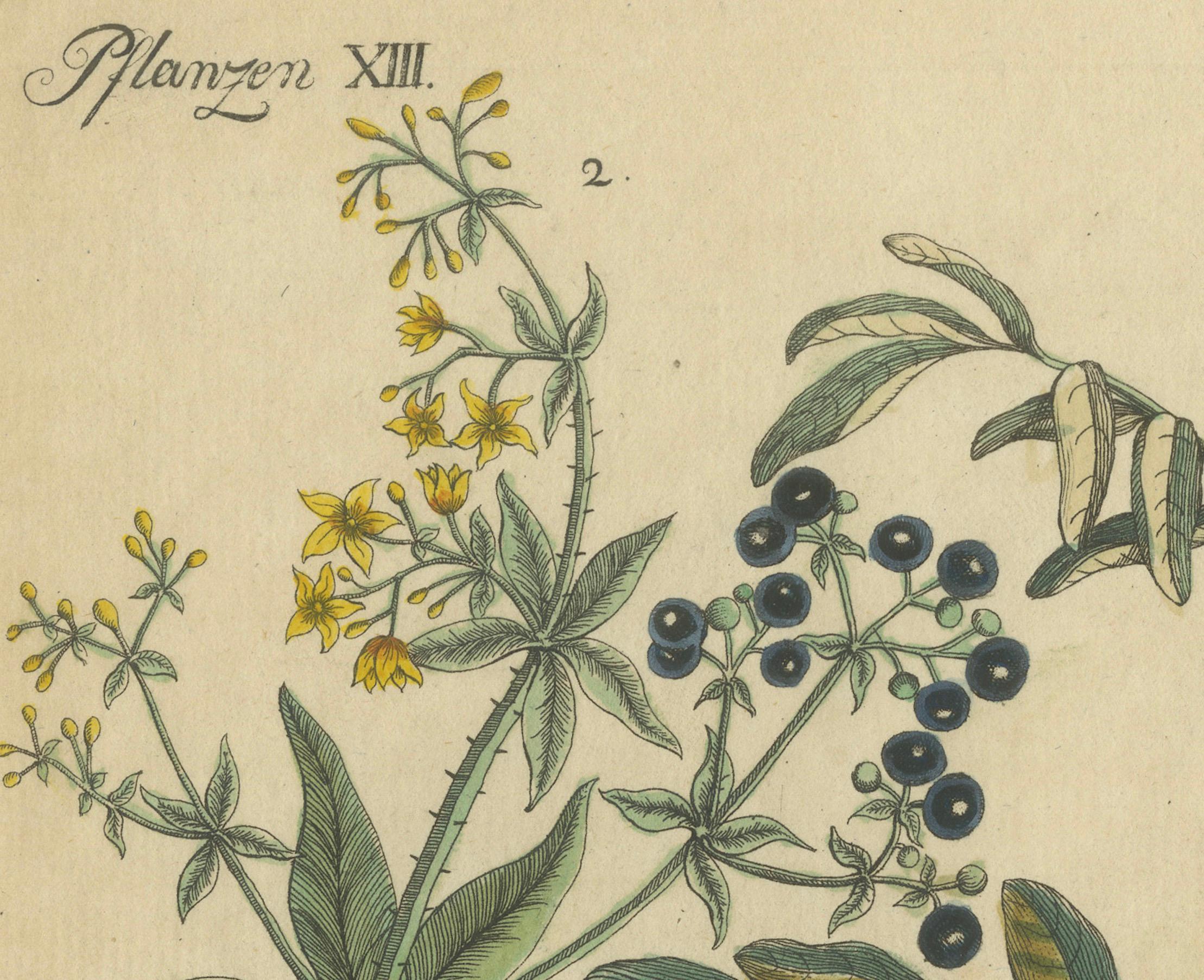 Paper Antique Handcolored Engraving of Medicinal Plants, c.1800 For Sale