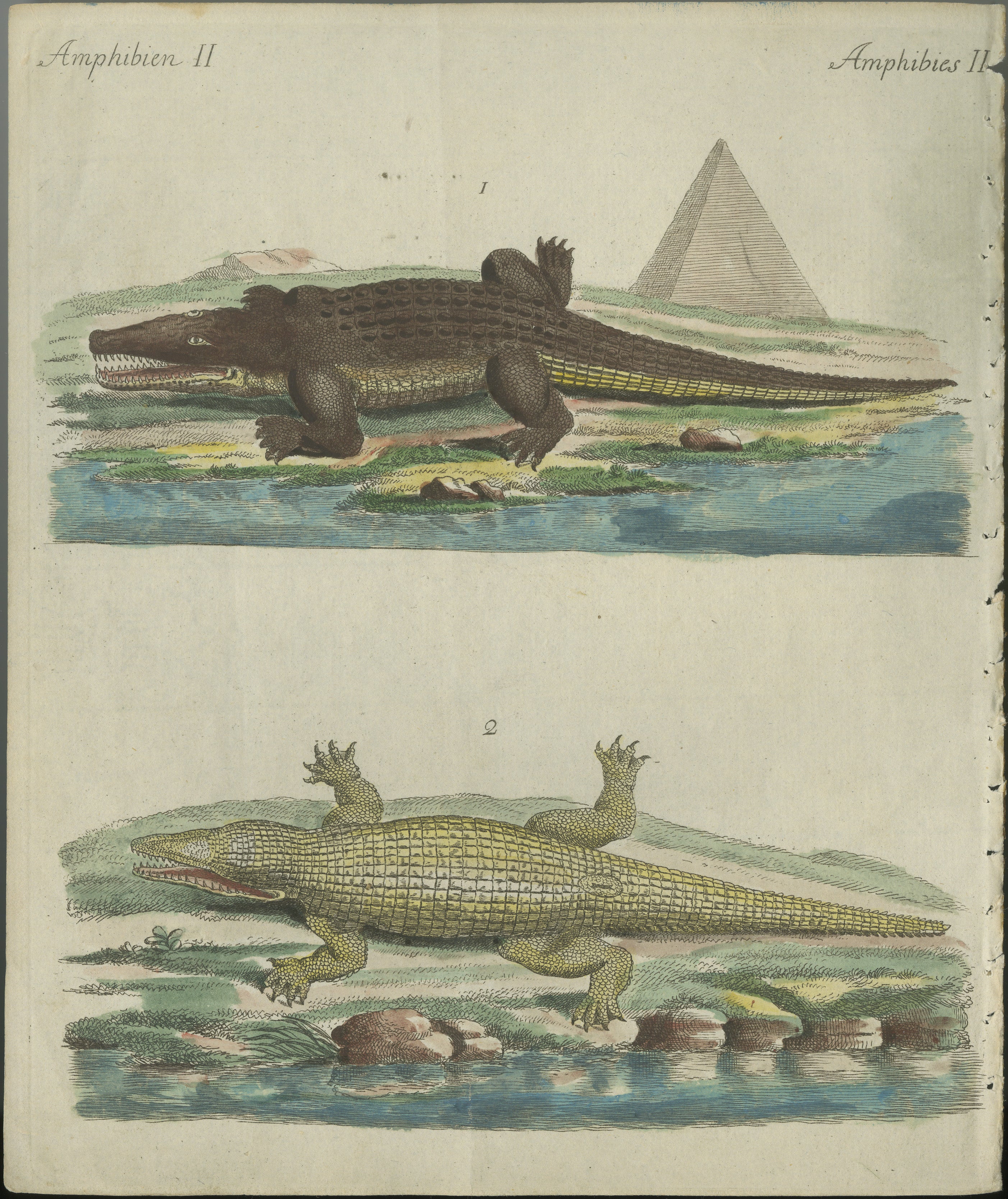Incisione antica colorata a mano di coccodrilli, Amphibien II, c.1800  

Questa incisione originale su rame colorato a mano presenta due specie distinte di coccodrilli raffigurati in ambienti naturalistici. L'illustrazione è tratta dal *Bilderbuch
