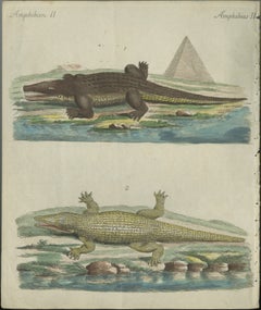 Antique Handcolored Engraving of Nile and Marsh Crocodiles, c.1800