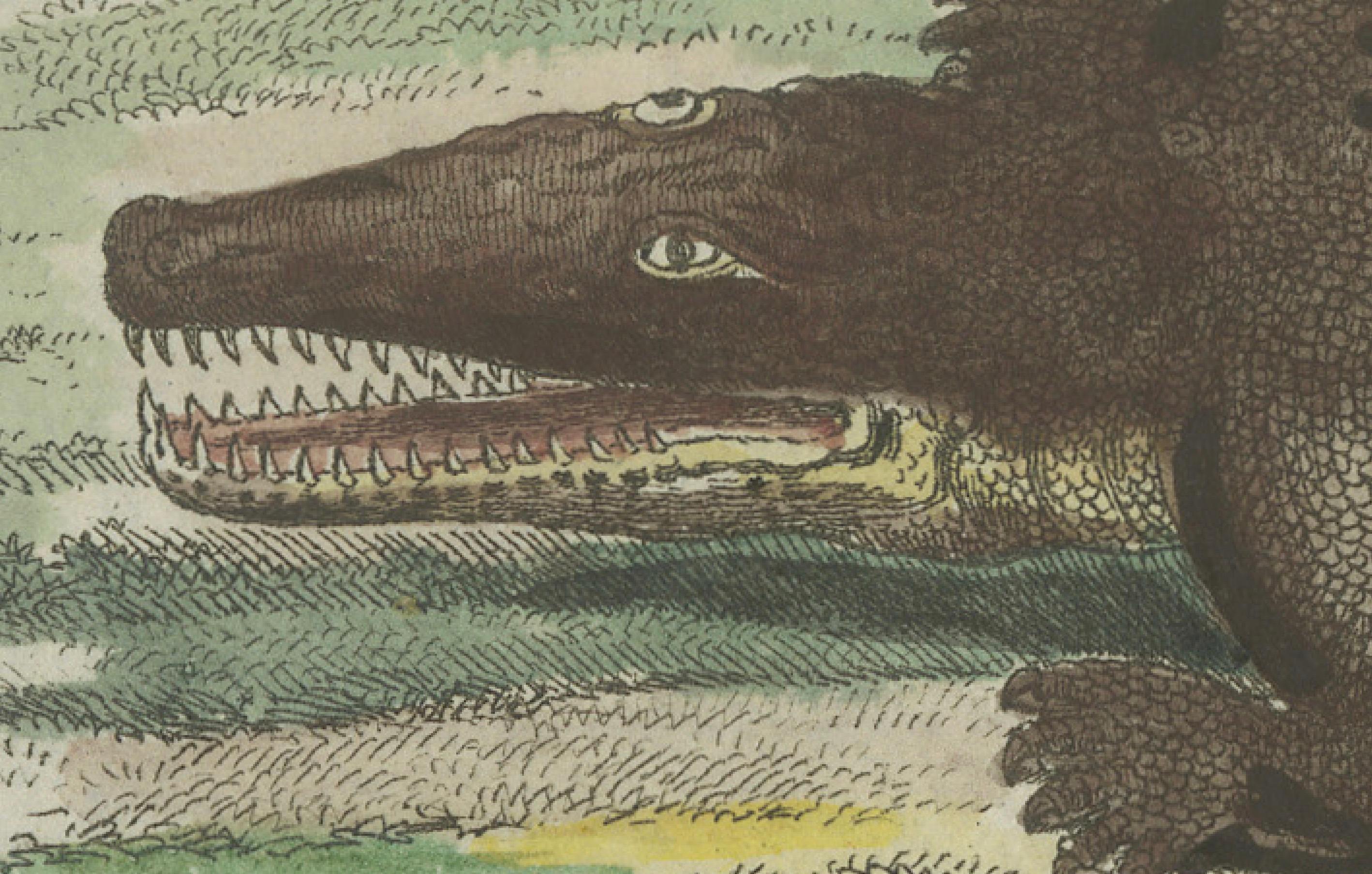 Inciso Antica incisione colorata a mano di coccodrilli del Nilo e della palude, 1800 ca. in vendita
