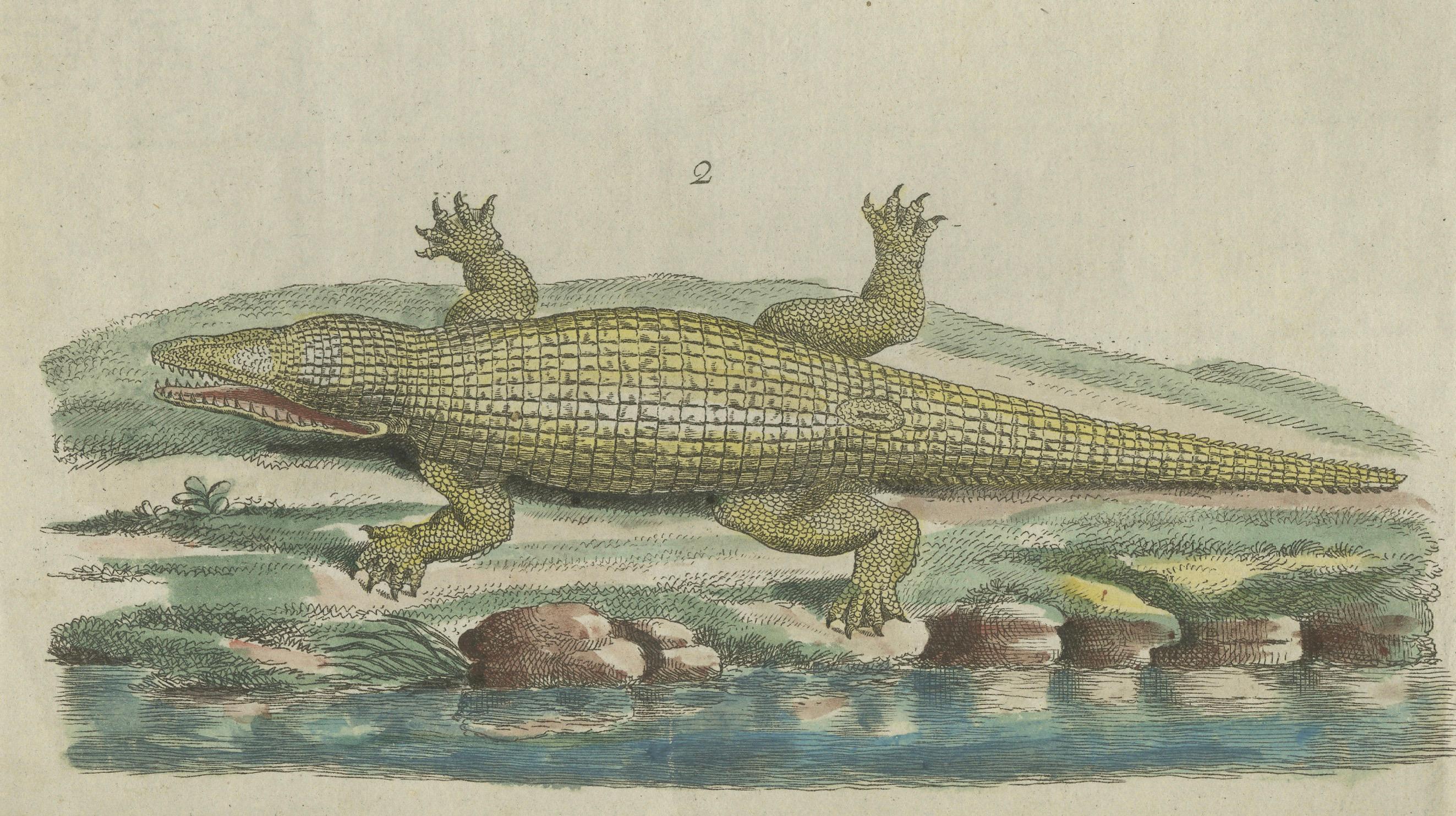 Antica incisione colorata a mano di coccodrilli del Nilo e della palude, 1800 ca. In condizioni buone in vendita a Langweer, NL