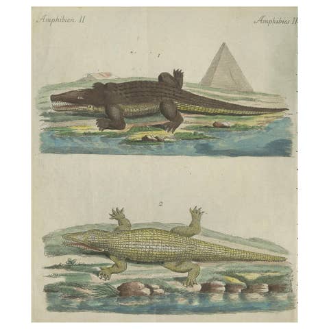 Antique Handcolored Engraving of Nile and Marsh Crocodiles, c.1800