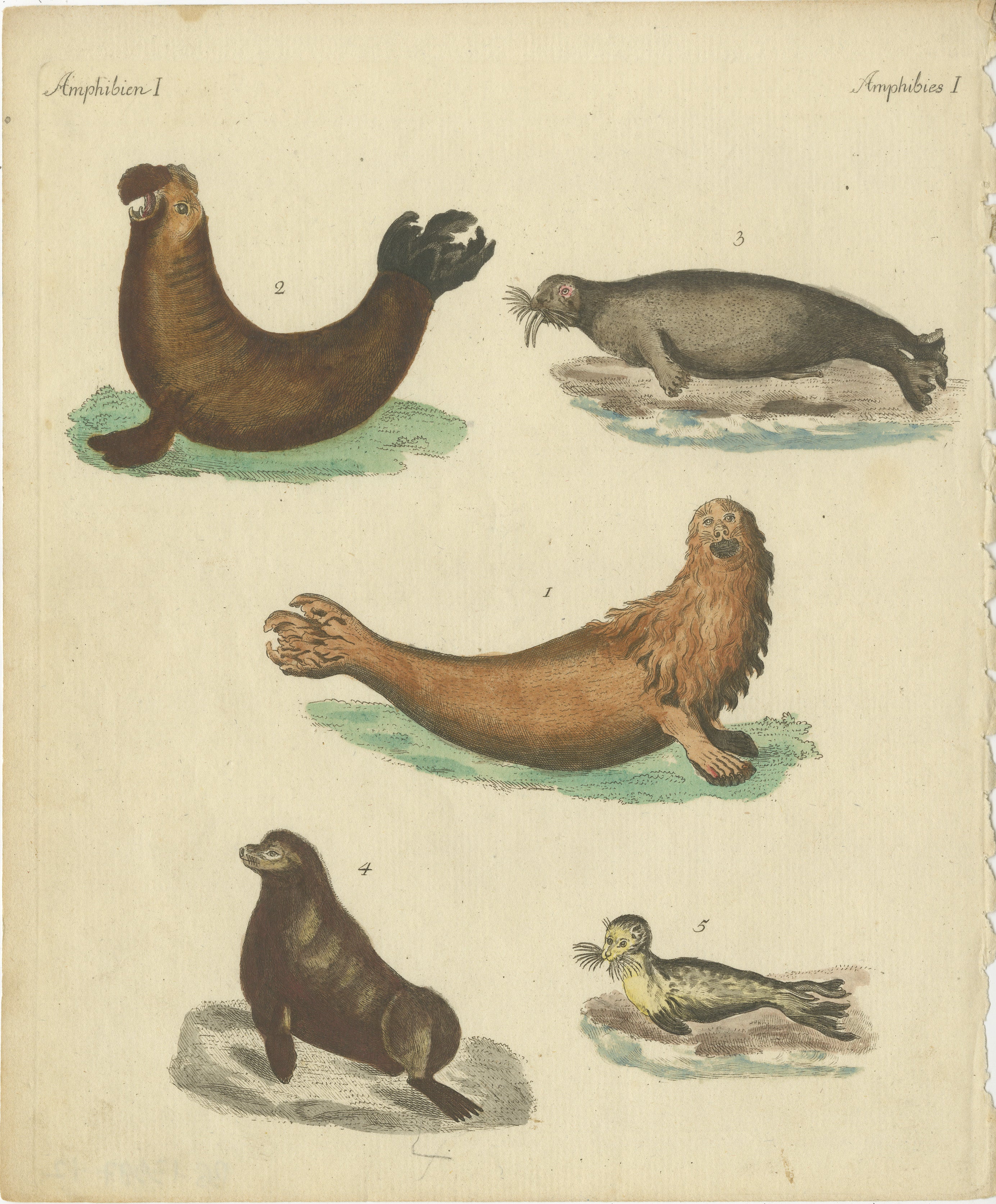 Antique Handcolored Engraving of Seals and Amphibious Creatures, c.1800  

This original handcolored copperplate engraving depicts a variety of seals and other amphibious creatures, showcasing their unique anatomy and behaviors. The plate originates