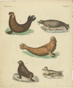 Antique Handcolored Engraving of Seals and Amphibious Creatures, c.1800