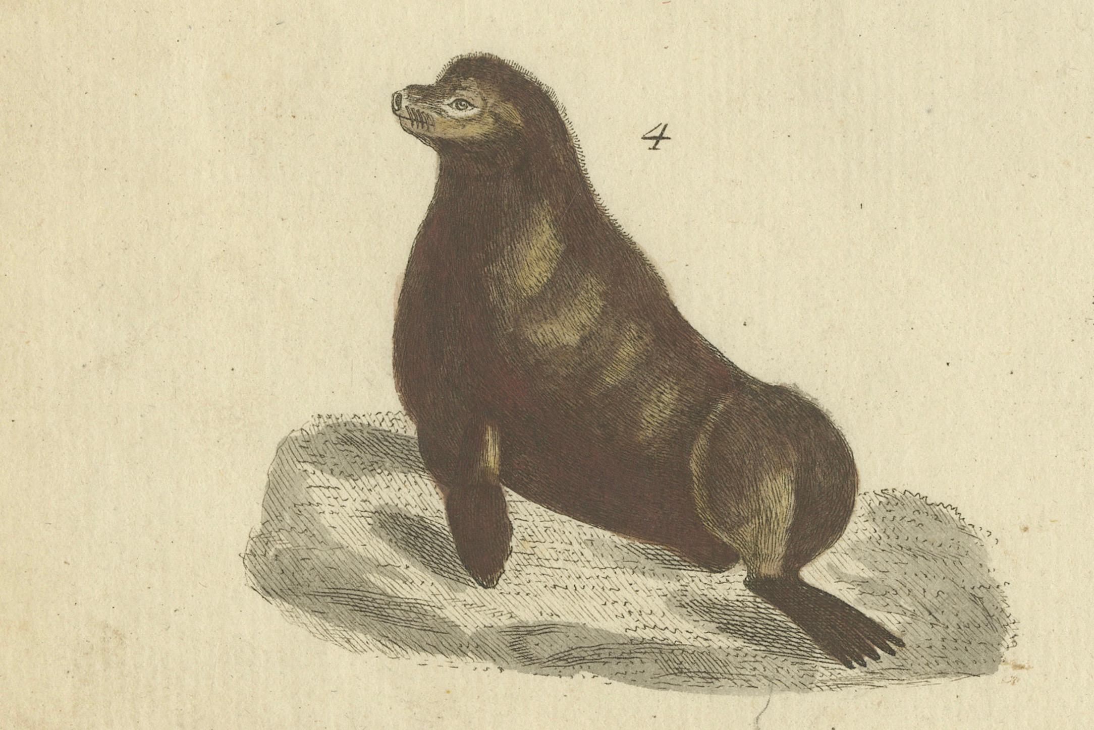 Engraved Antique Handcolored Engraving of Seals and Amphibious Creatures, c.1800 For Sale