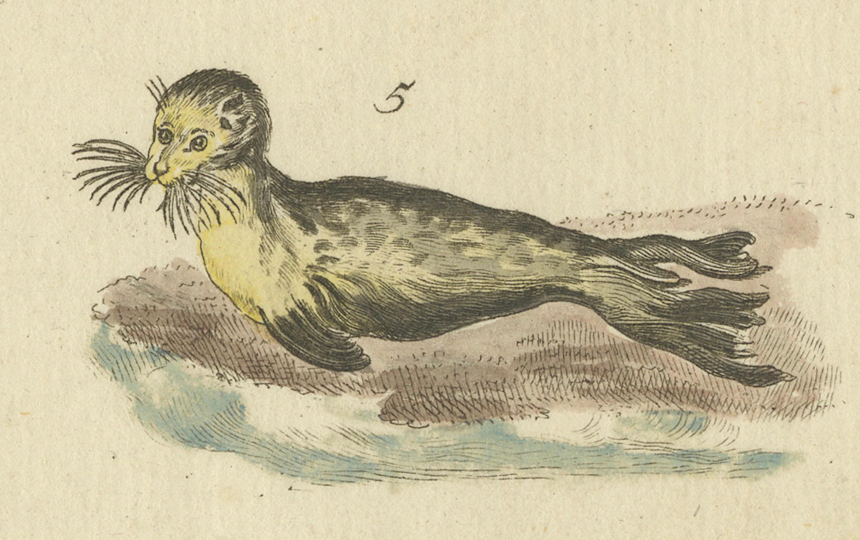 Antique Handcolored Engraving of Seals and Amphibious Creatures, c.1800 In Good Condition For Sale In Langweer, NL