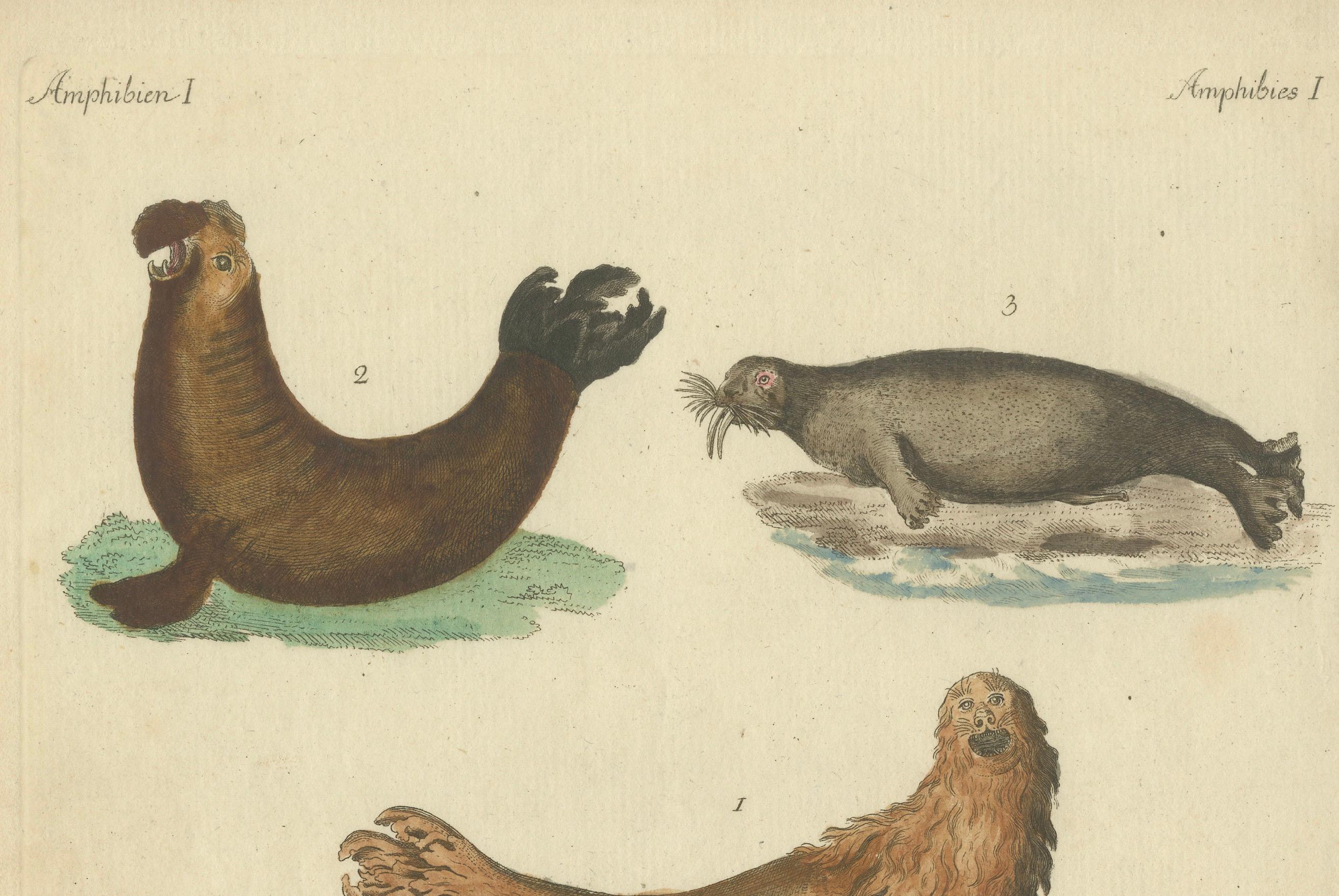 Paper Antique Handcolored Engraving of Seals and Amphibious Creatures, c.1800 For Sale