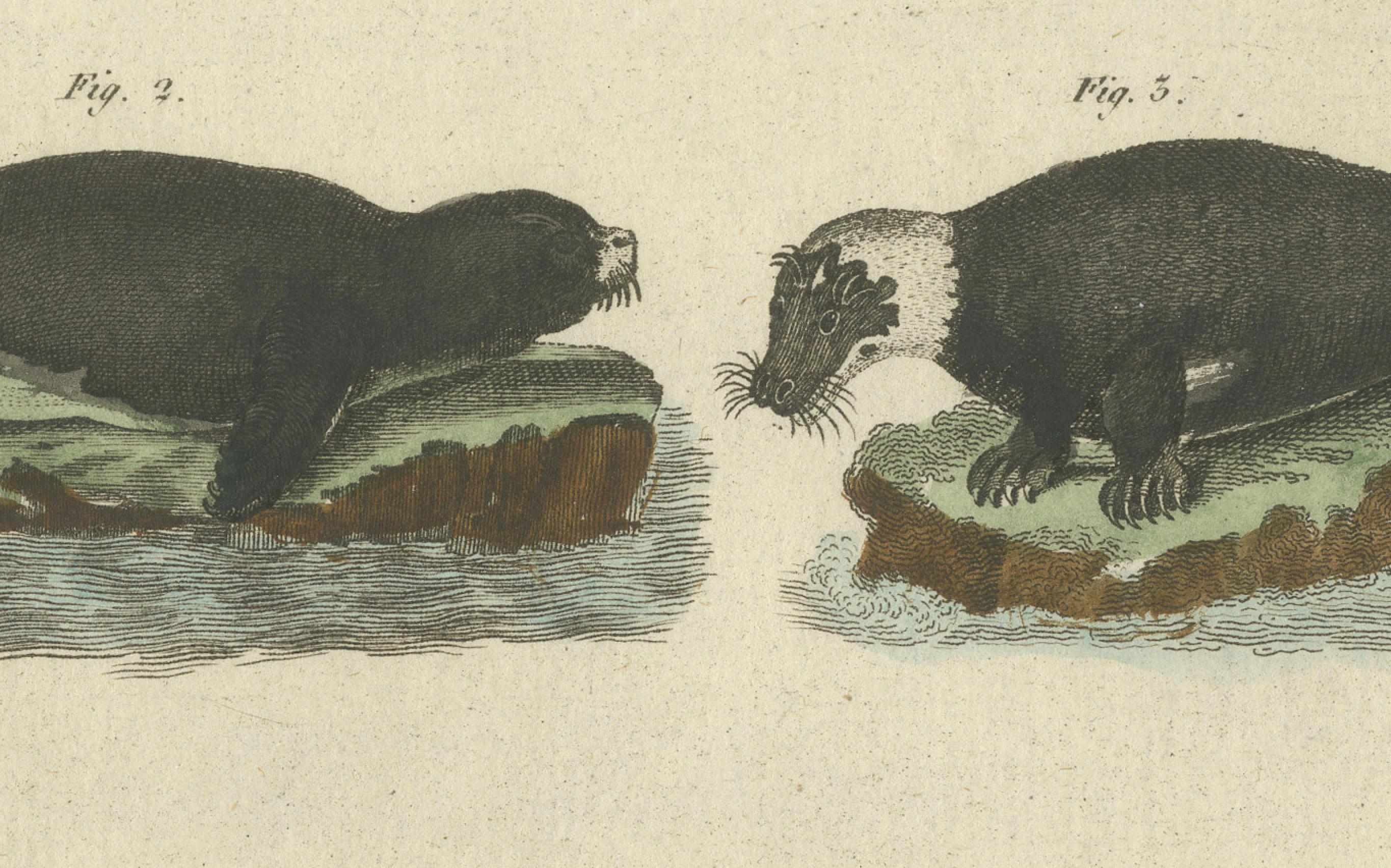 Grabado antiguo coloreado a mano de focas y mamíferos anfibios, c.1800  

Este grabado original en cobre coloreado a mano ilustra diversas focas y mamíferos anfibios en su medio natural. El grabado procede del *Bilderbuch für Kinder* (Libro
