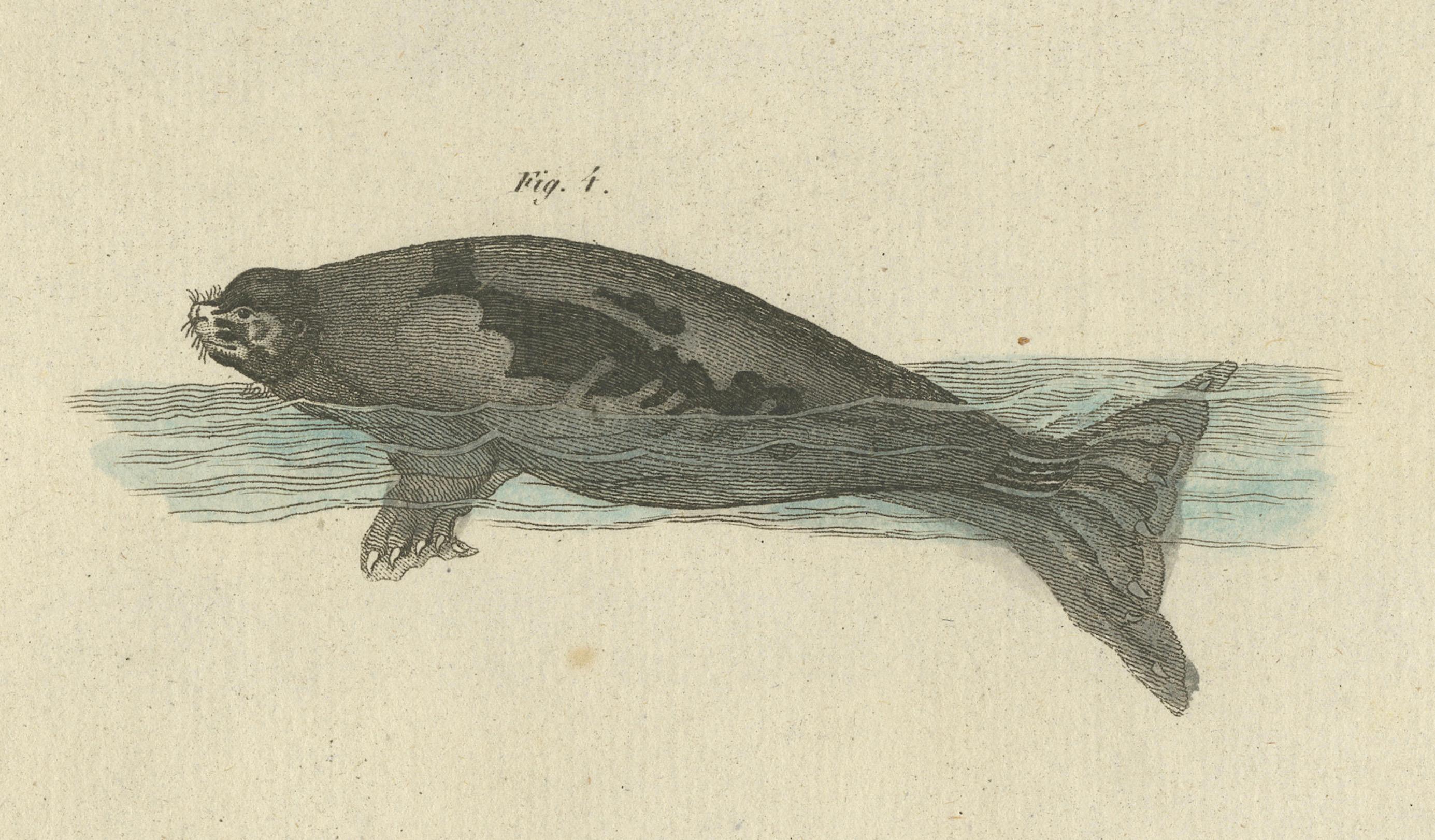 Grabado antiguo coloreado a mano de focas y mamíferos anfibios, c.1800 en Bueno estado para la venta en Langweer, NL