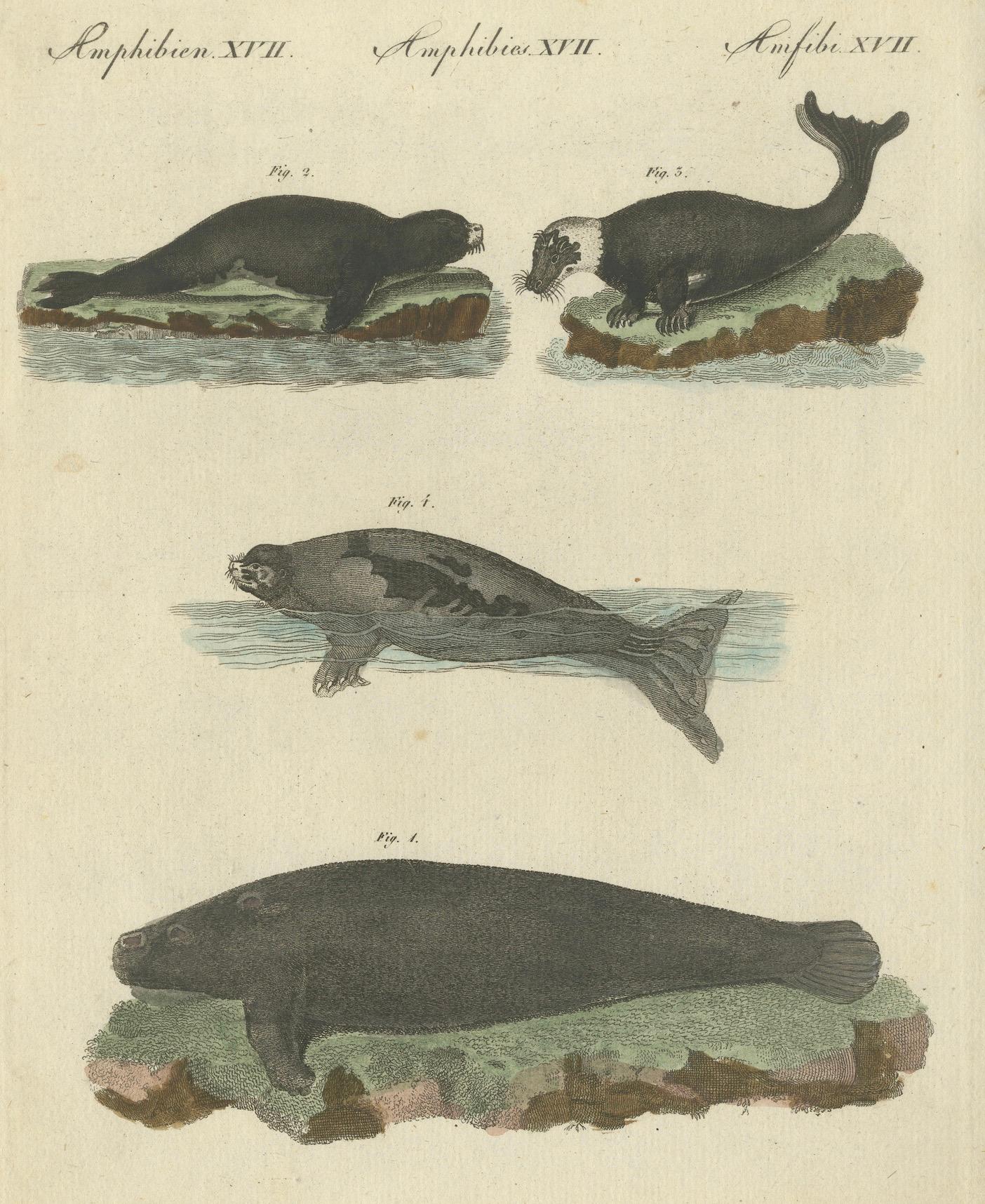 Grabado antiguo coloreado a mano de focas y mamíferos anfibios, c.1800 principios del siglo XIX en venta