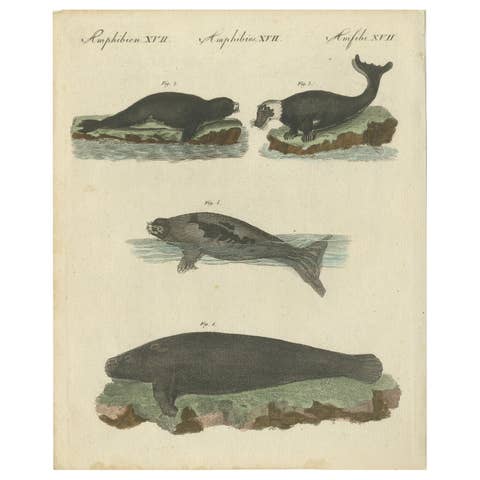 Antique Handcolored Engraving of Seals and Amphibious Mammals, c.1800