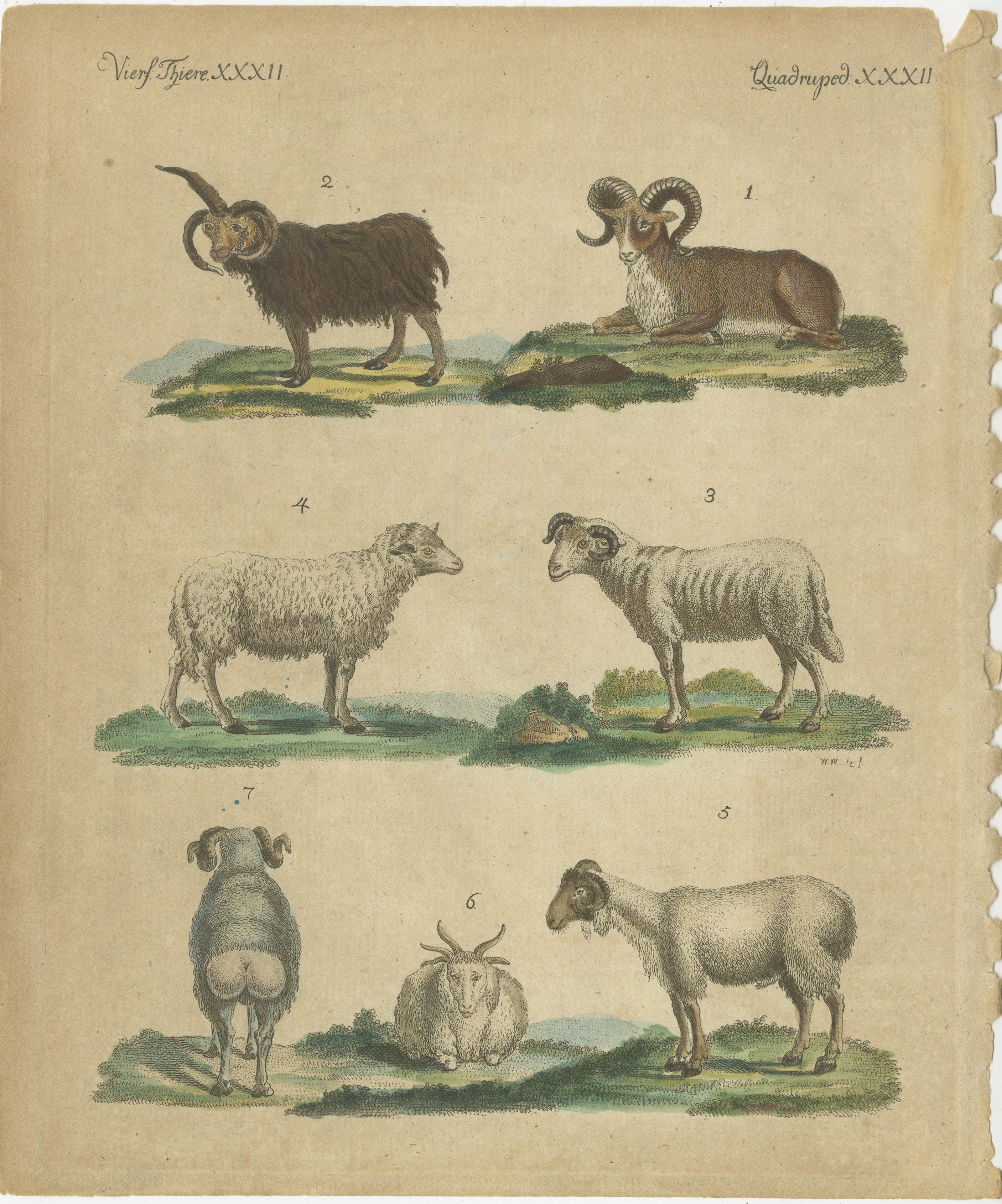 Antiker handkolorierter Kupferstich von Schafen und Widdern, Quadruped XXXII, ca. 1800  
 
Dieser handkolorierte Original-Kupferstich zeigt verschiedene Schaf- und Widderrassen und hebt ihre einzigartigen physischen Eigenschaften und Anpassungen