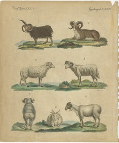 Antique Handcolored Engraving of Sheep and Rams, c.1800
