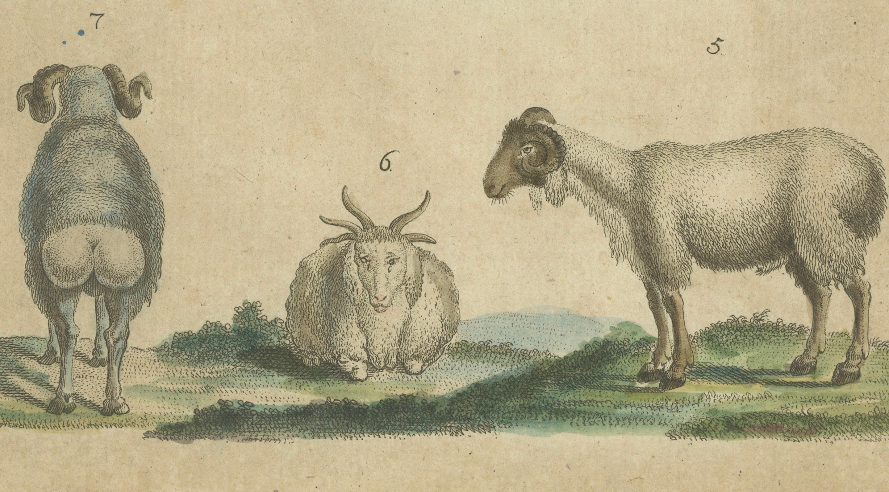 Antike handkolorierte Gravur von Schafen und Widdern, um 1800 (Graviert) im Angebot