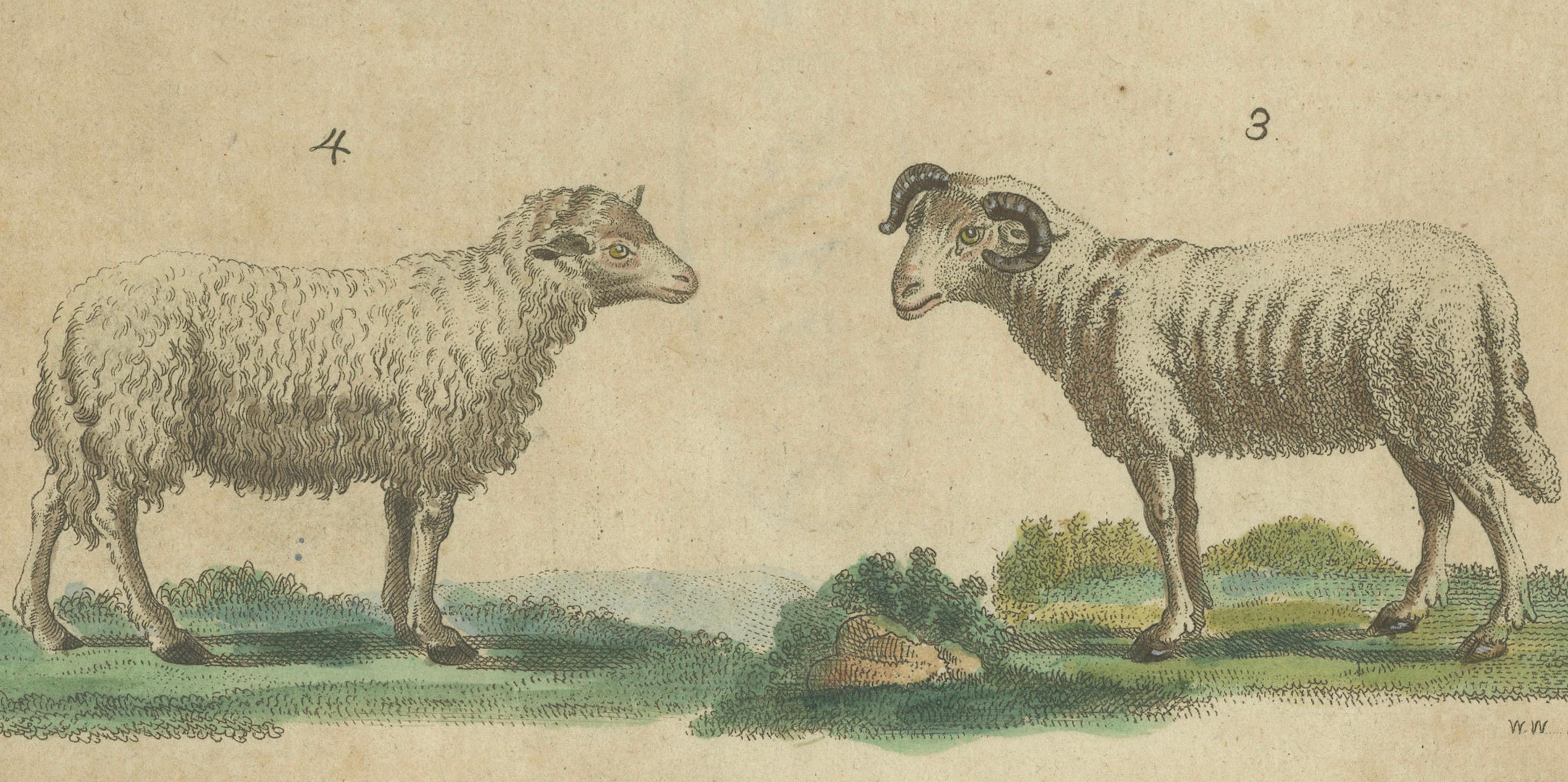 Antike handkolorierte Gravur von Schafen und Widdern, um 1800 (Frühes 19. Jahrhundert) im Angebot