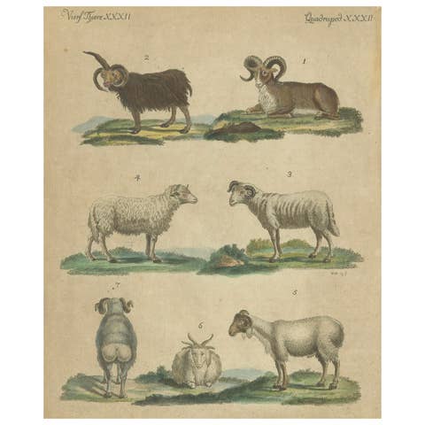 Antique Handcolored Engraving of Sheep and Rams, c.1800