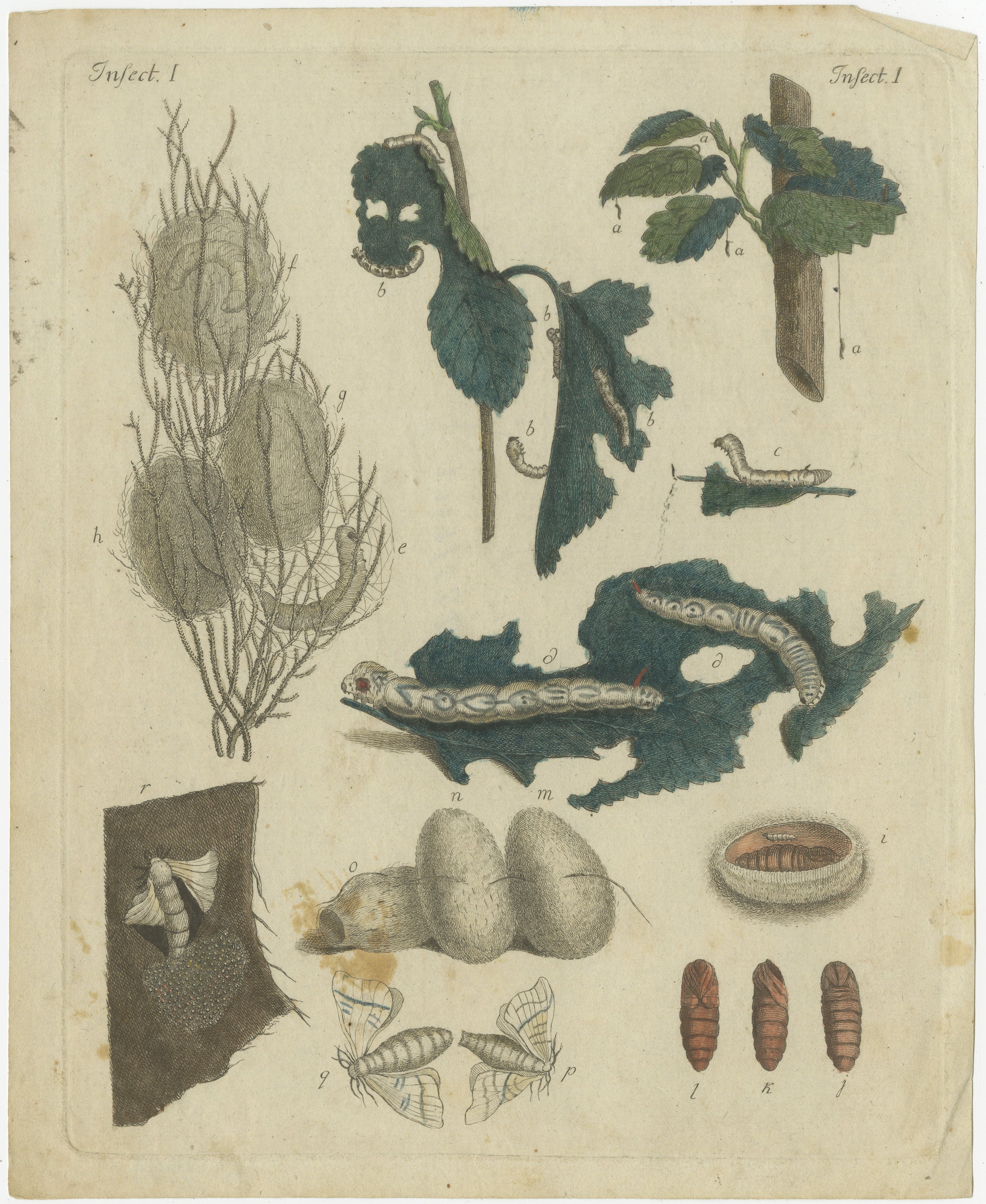 Antique Handcolored Engraving of Silkworm Life Cycle, Insects I, c.1800  

This original handcolored copperplate engraving depicts the life cycle of the silkworm (*Bombyx mori*), highlighting its fascinating transformation from larva to moth and its