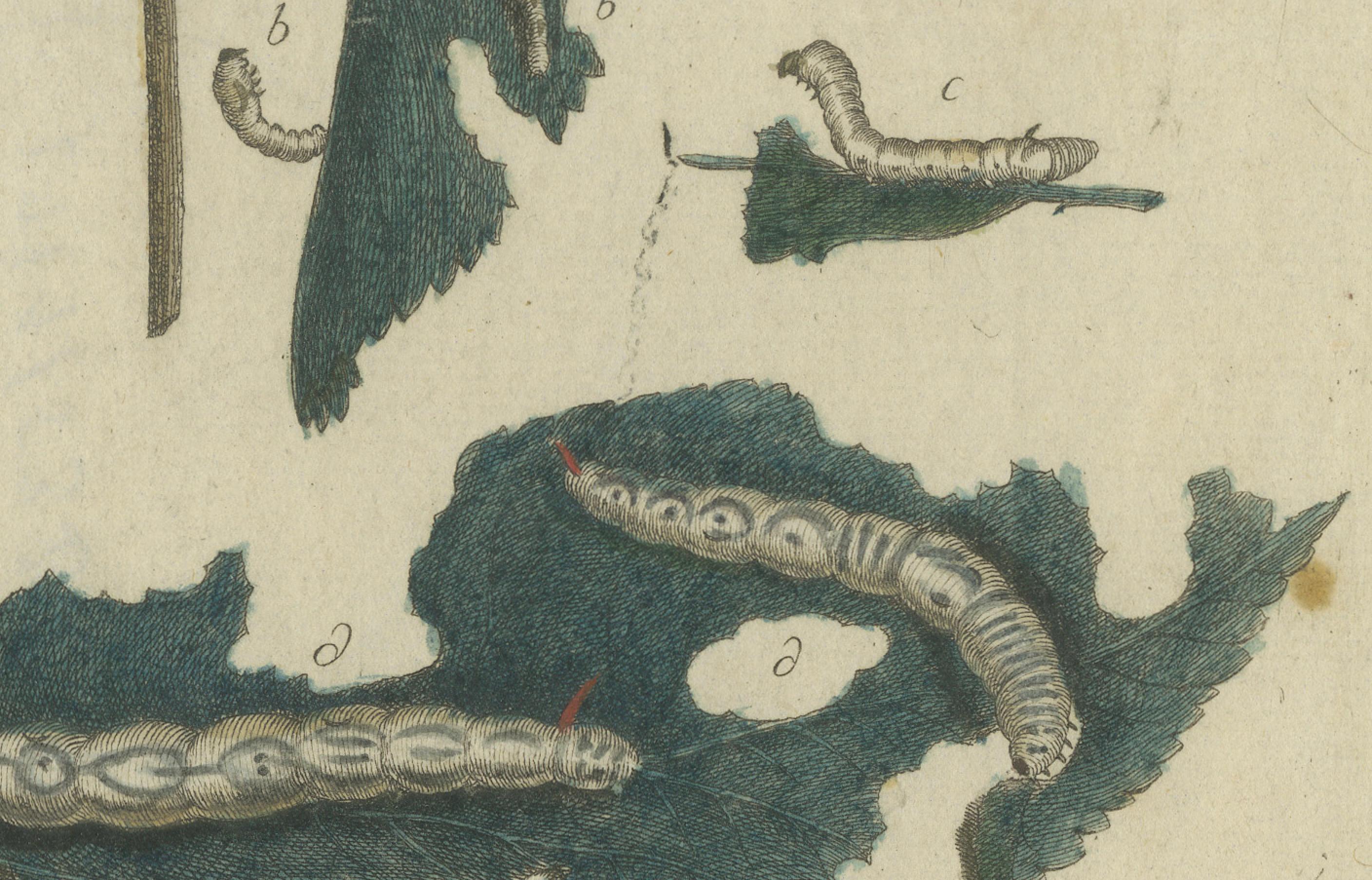 Engraved Antique Handcolored Engraving of Silkworm Life Cycle, c.1800 For Sale