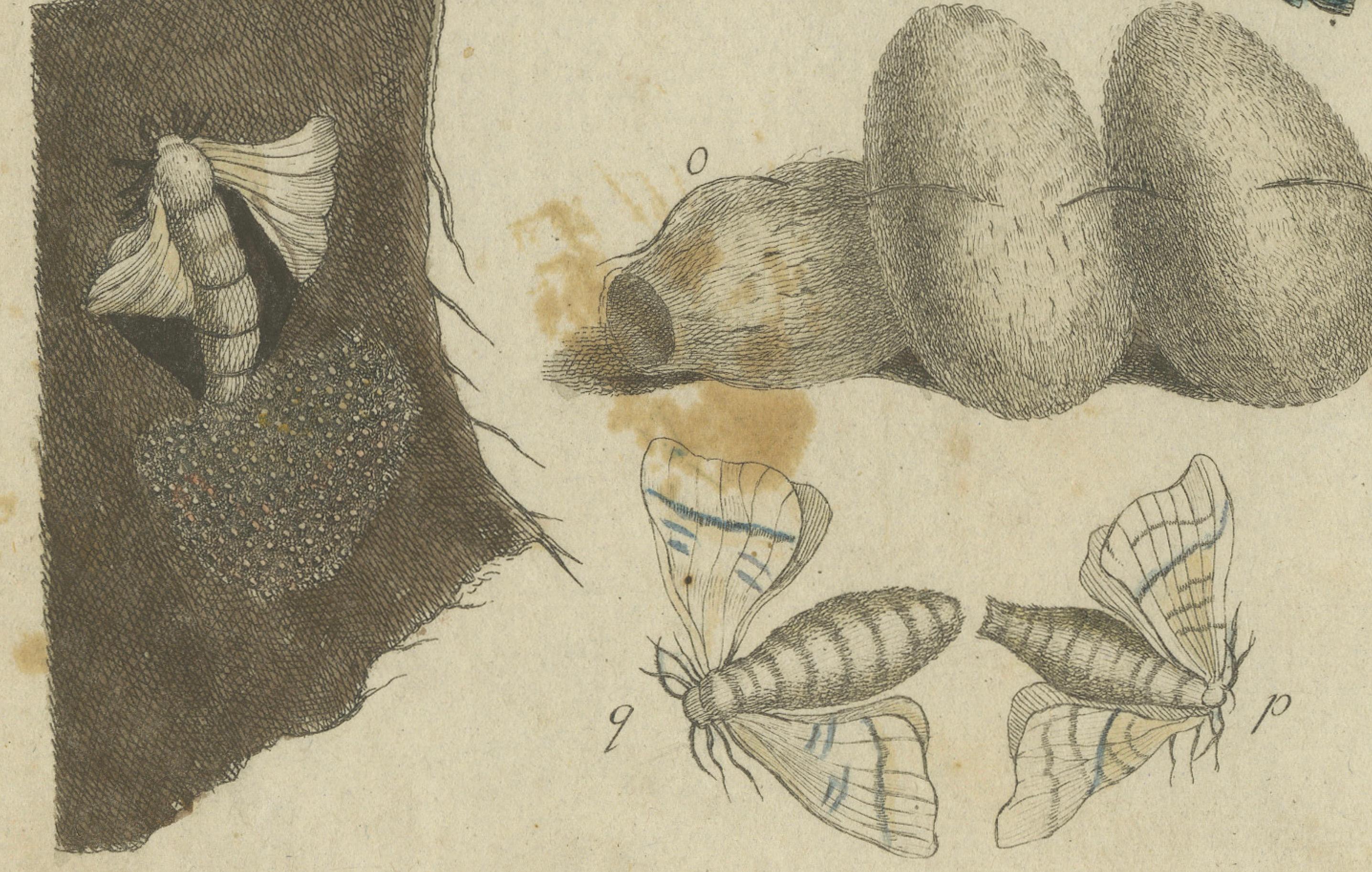 Early 19th Century Antique Handcolored Engraving of Silkworm Life Cycle, c.1800 For Sale