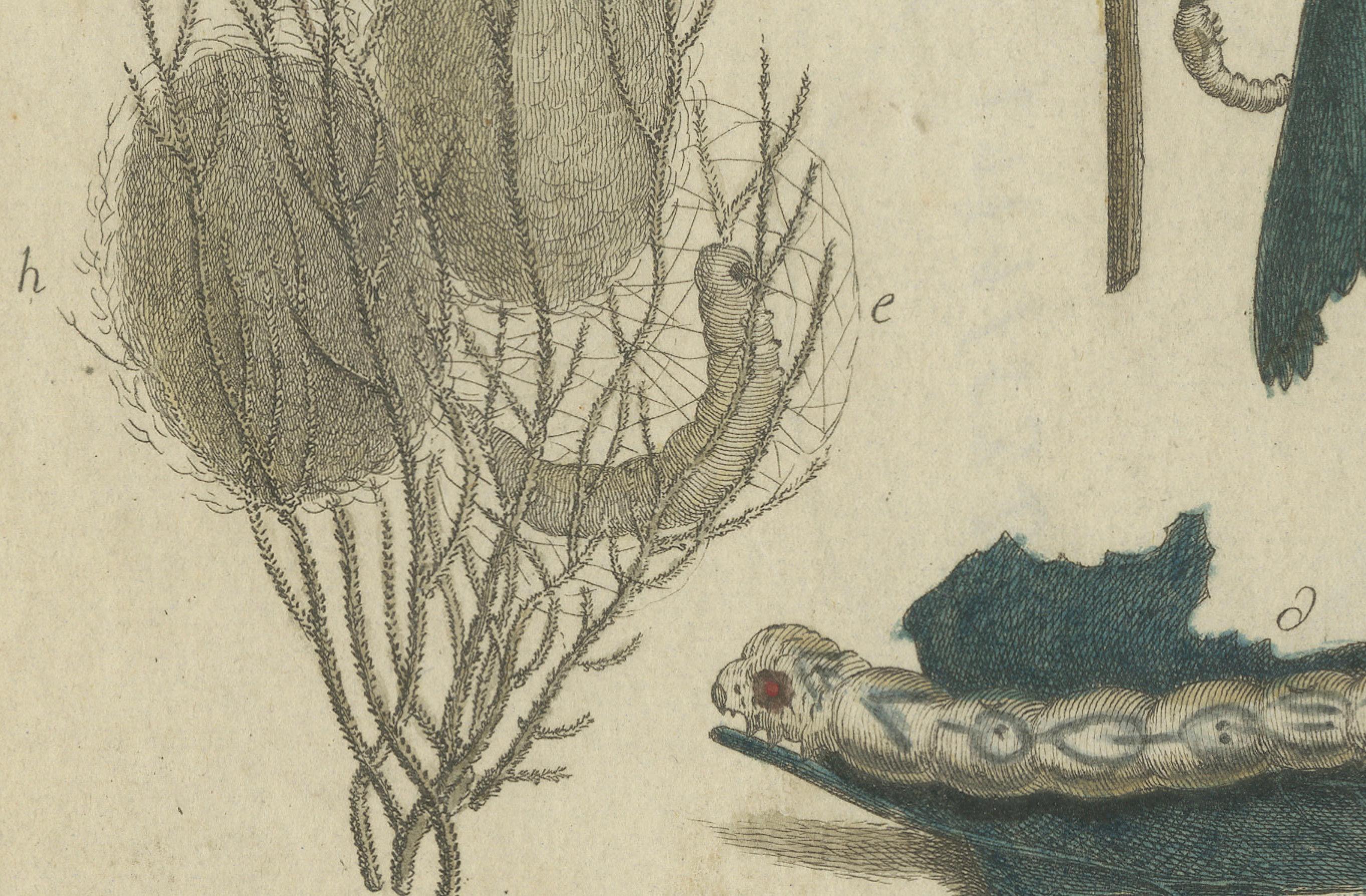 Paper Antique Handcolored Engraving of Silkworm Life Cycle, c.1800 For Sale