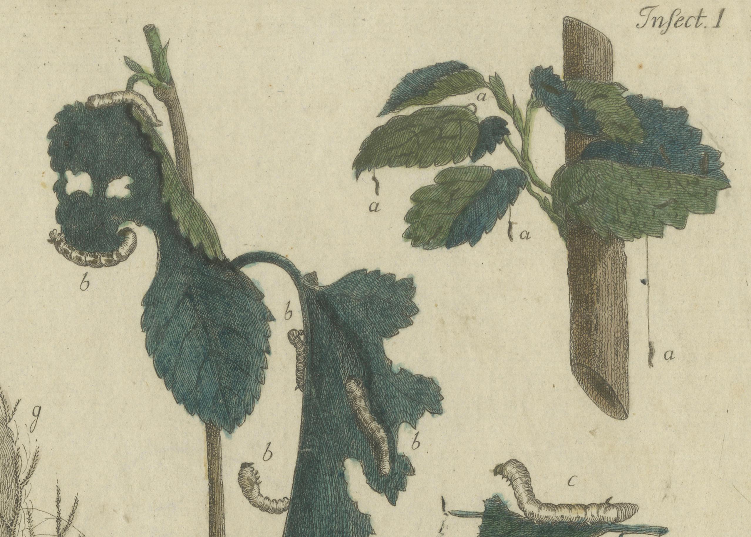 Antique Handcolored Engraving of Silkworm Life Cycle, c.1800 For Sale 1