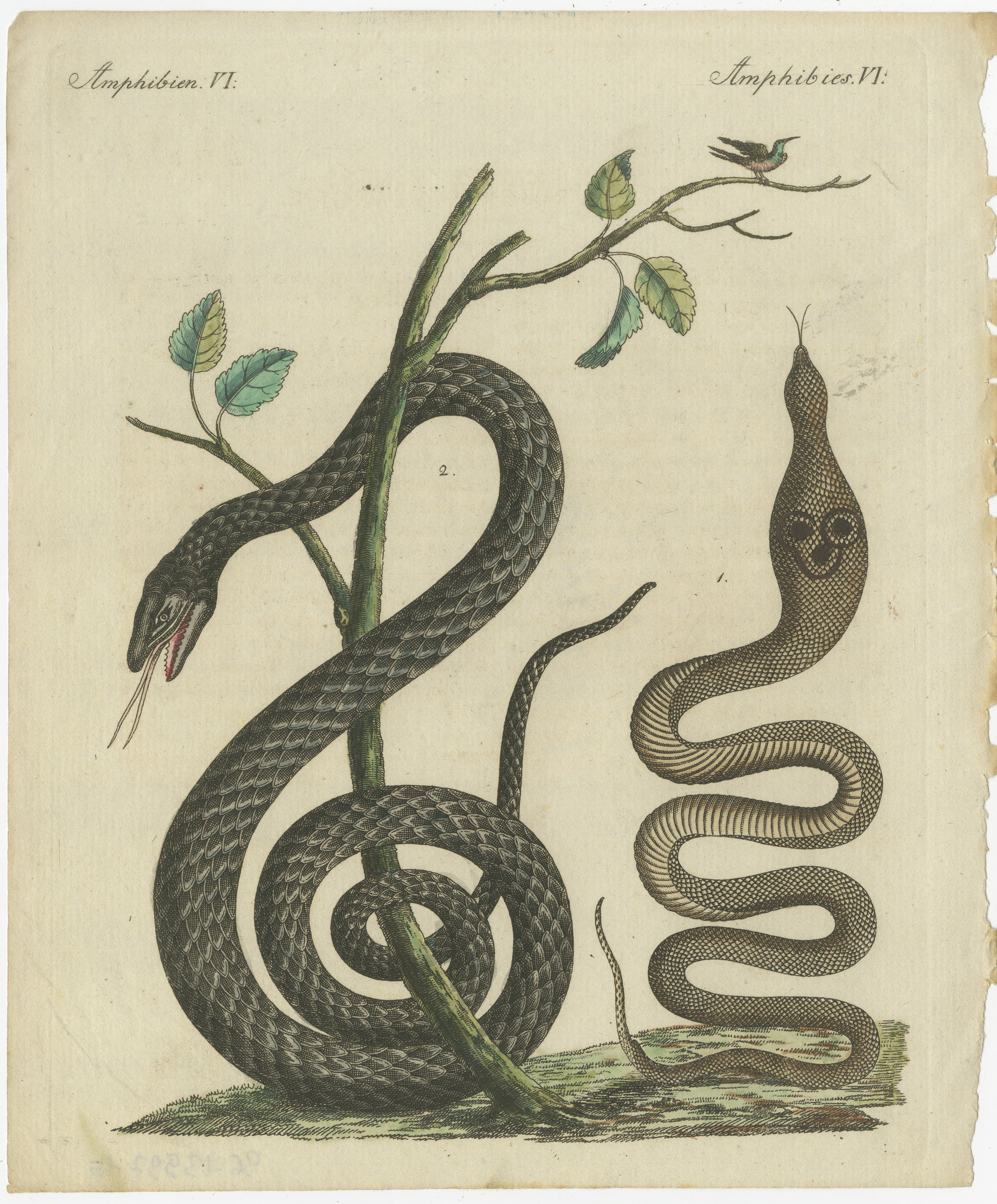 Antike handkolorierte Gravur von Schlangen und Amphiben, um 1800  

Dieser handkolorierte Original-Kupferstich zeigt zwei Schlangenarten in eleganter Pose zwischen Zweigen und Blättern. Es stammt aus dem *Bilderbuch für Kinder* von Friedrich Johann