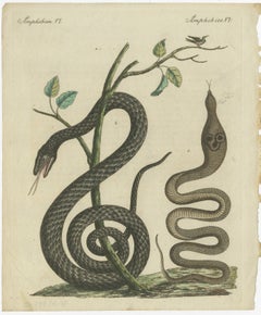 Antique Handcolored Engraving of Snakes and Amphibians, c.1800