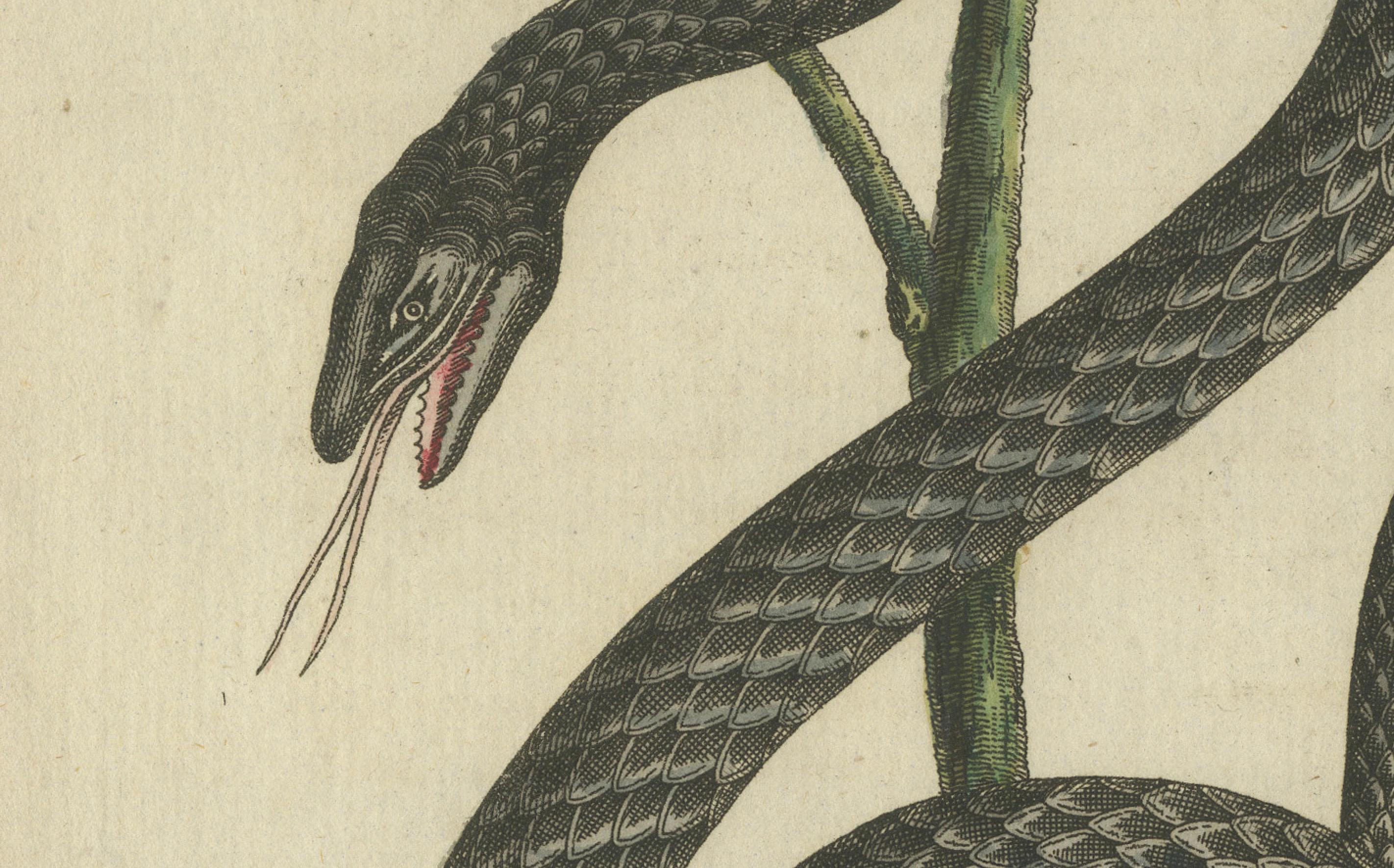 Antike handkolorierte Gravur von Schlangen und Amphiben, um 1800 (Graviert) im Angebot