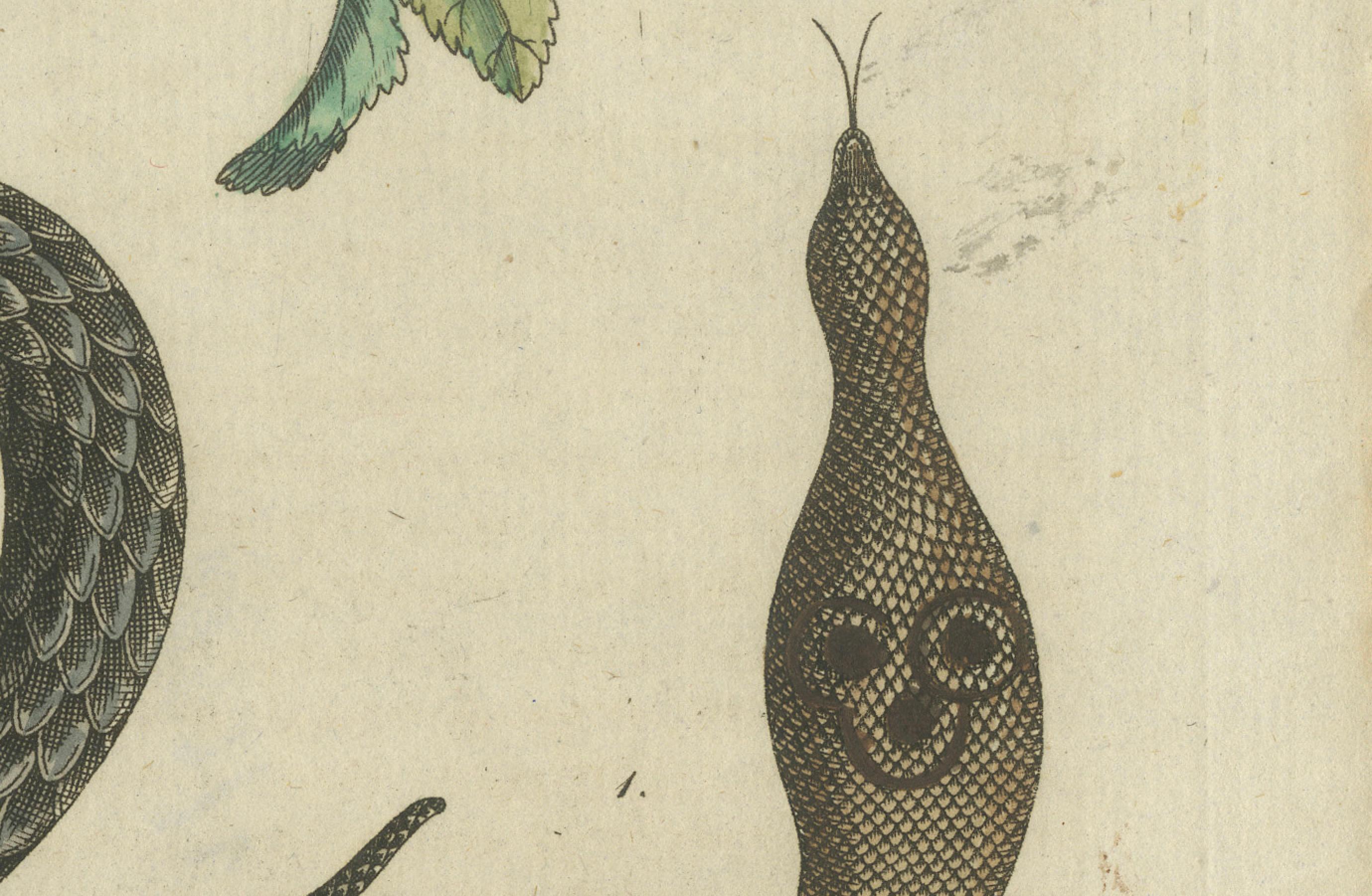 Antike handkolorierte Gravur von Schlangen und Amphiben, um 1800 im Zustand „Gut“ im Angebot in Langweer, NL