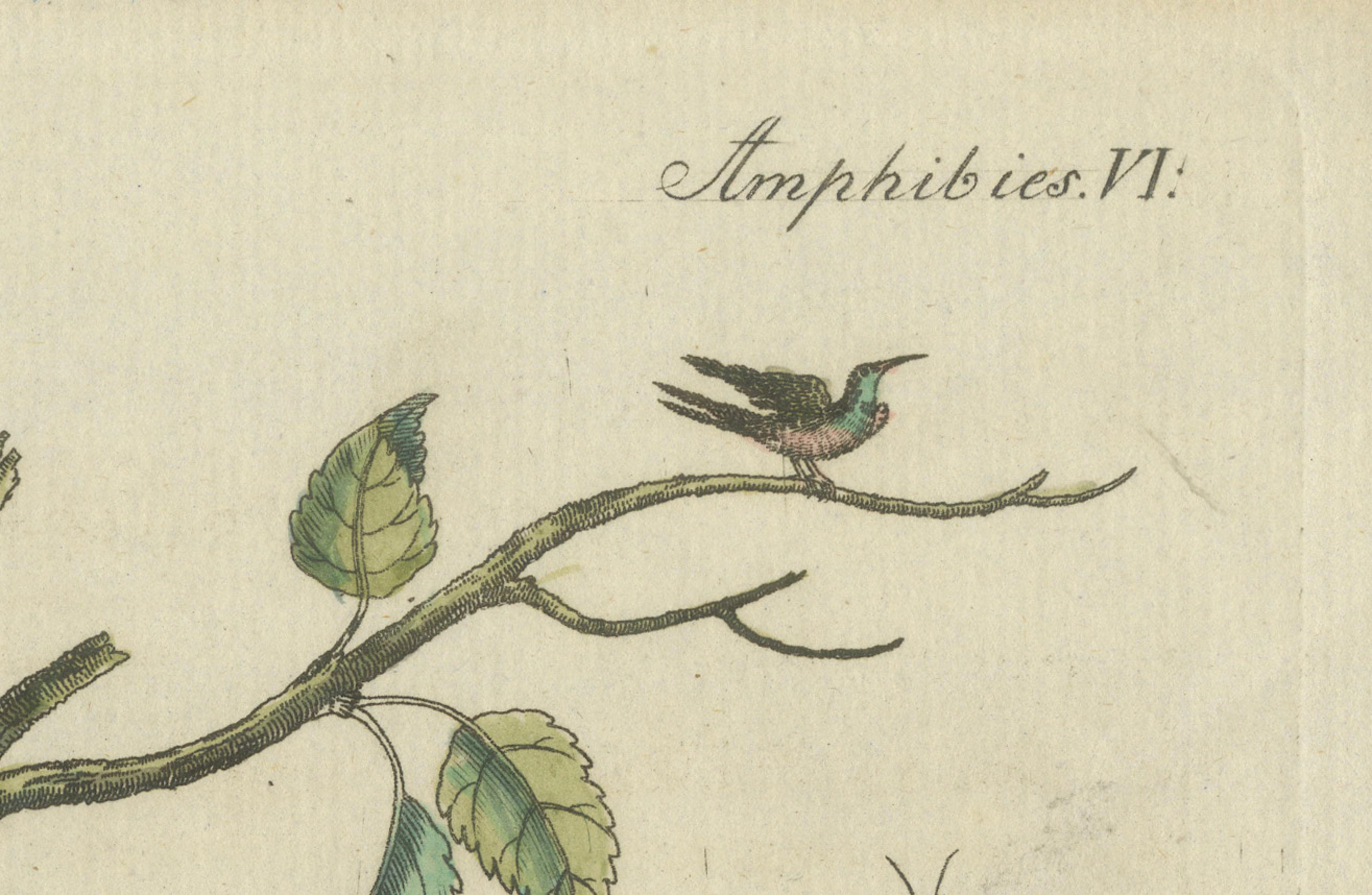 Antike handkolorierte Gravur von Schlangen und Amphiben, um 1800 (Frühes 19. Jahrhundert) im Angebot