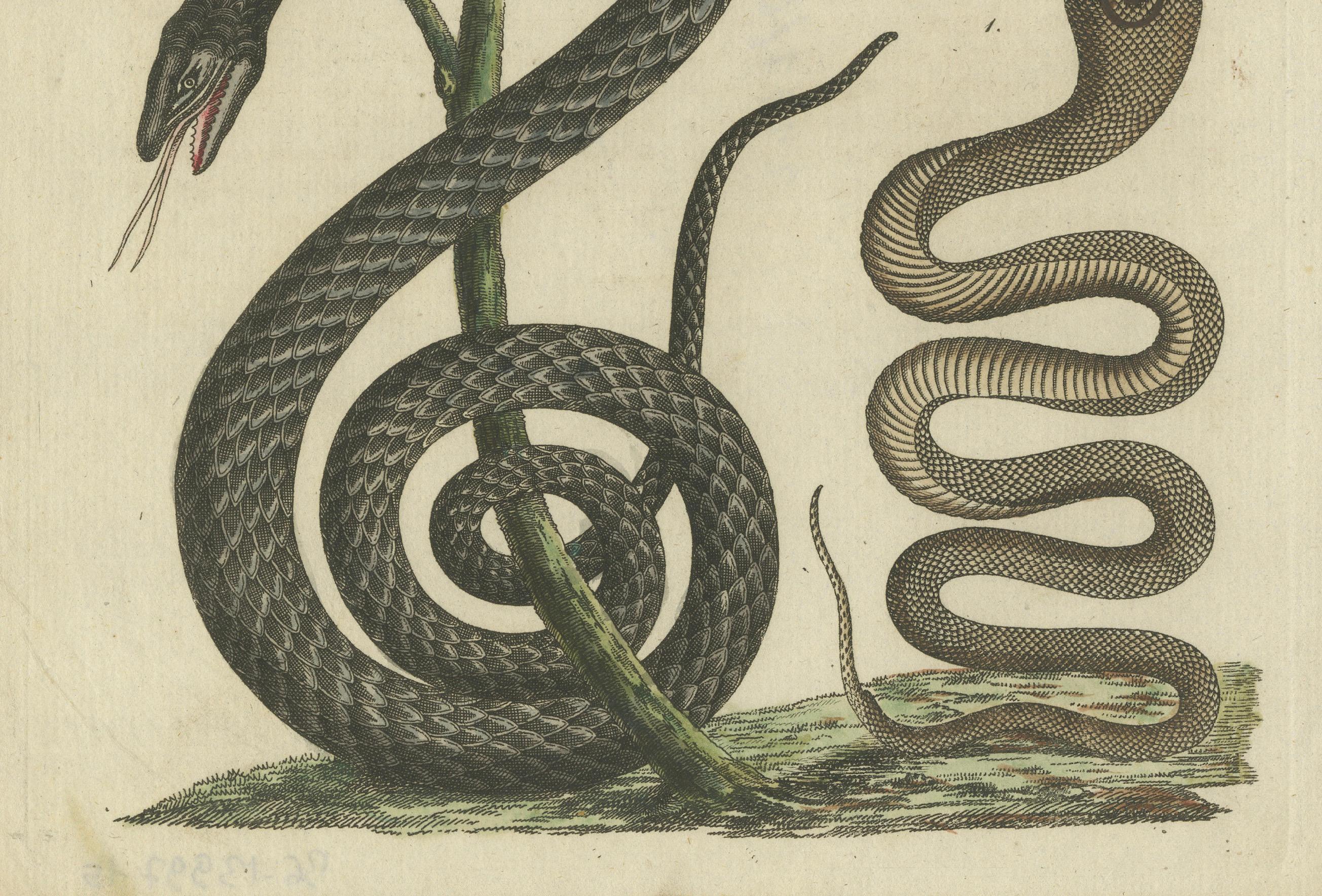Antike handkolorierte Gravur von Schlangen und Amphiben, um 1800 (Papier) im Angebot