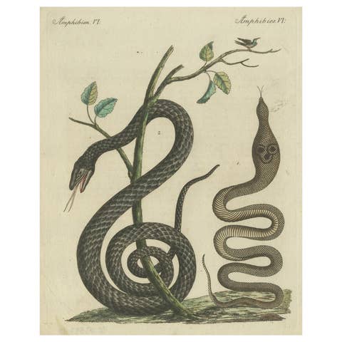 Antique Handcolored Engraving of Snakes and Amphibians, c.1800