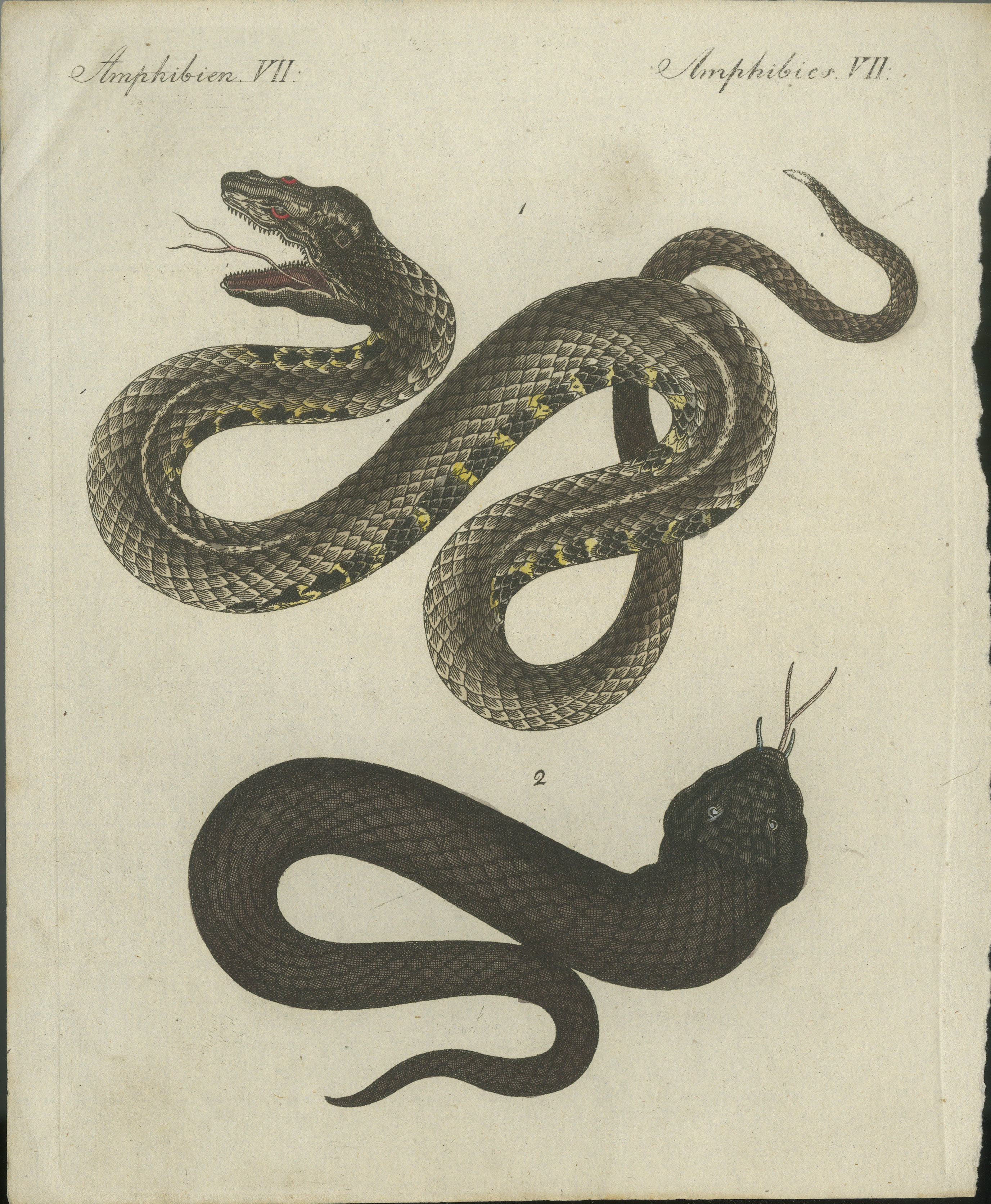 Antique Handcolored Engraving of Snakes, Amphibien VII, c.1800  

This original handcolored copperplate engraving features two striking snake species in dynamic poses. It is sourced from Friedrich Johann Bertuch's *Bilderbuch für Kinder* (Picture