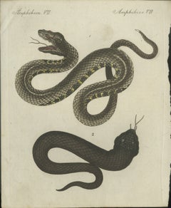 Antique Handcolored Engraving of Snakes, c.1800
