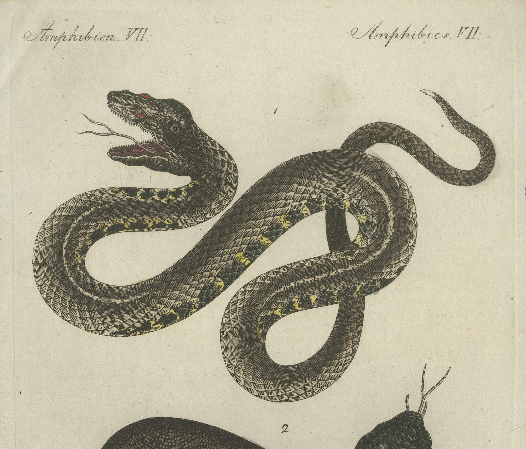 Engraved Antique Handcolored Engraving of Snakes, c.1800 For Sale