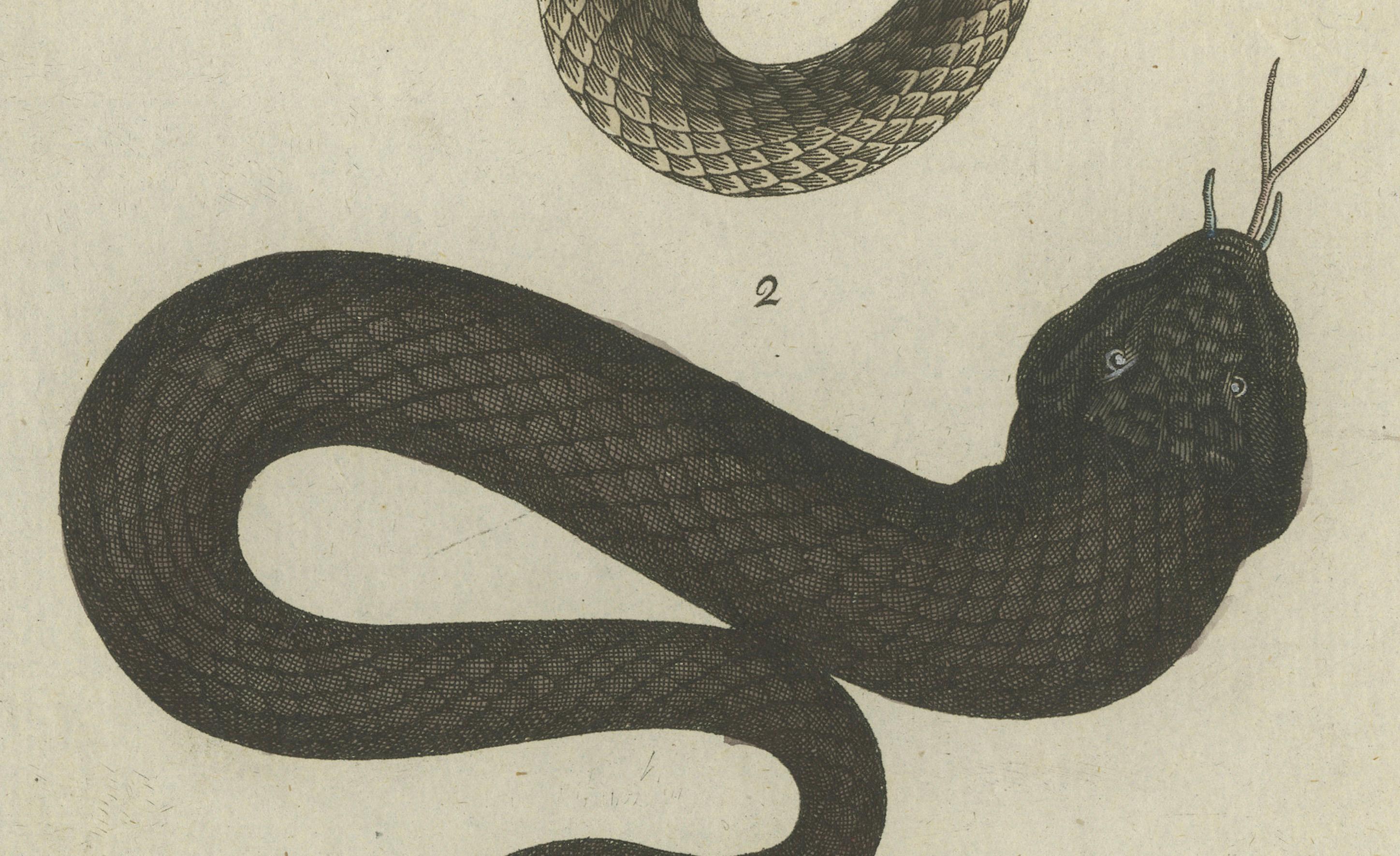 Antique Handcolored Engraving of Snakes, c.1800 In Good Condition For Sale In Langweer, NL