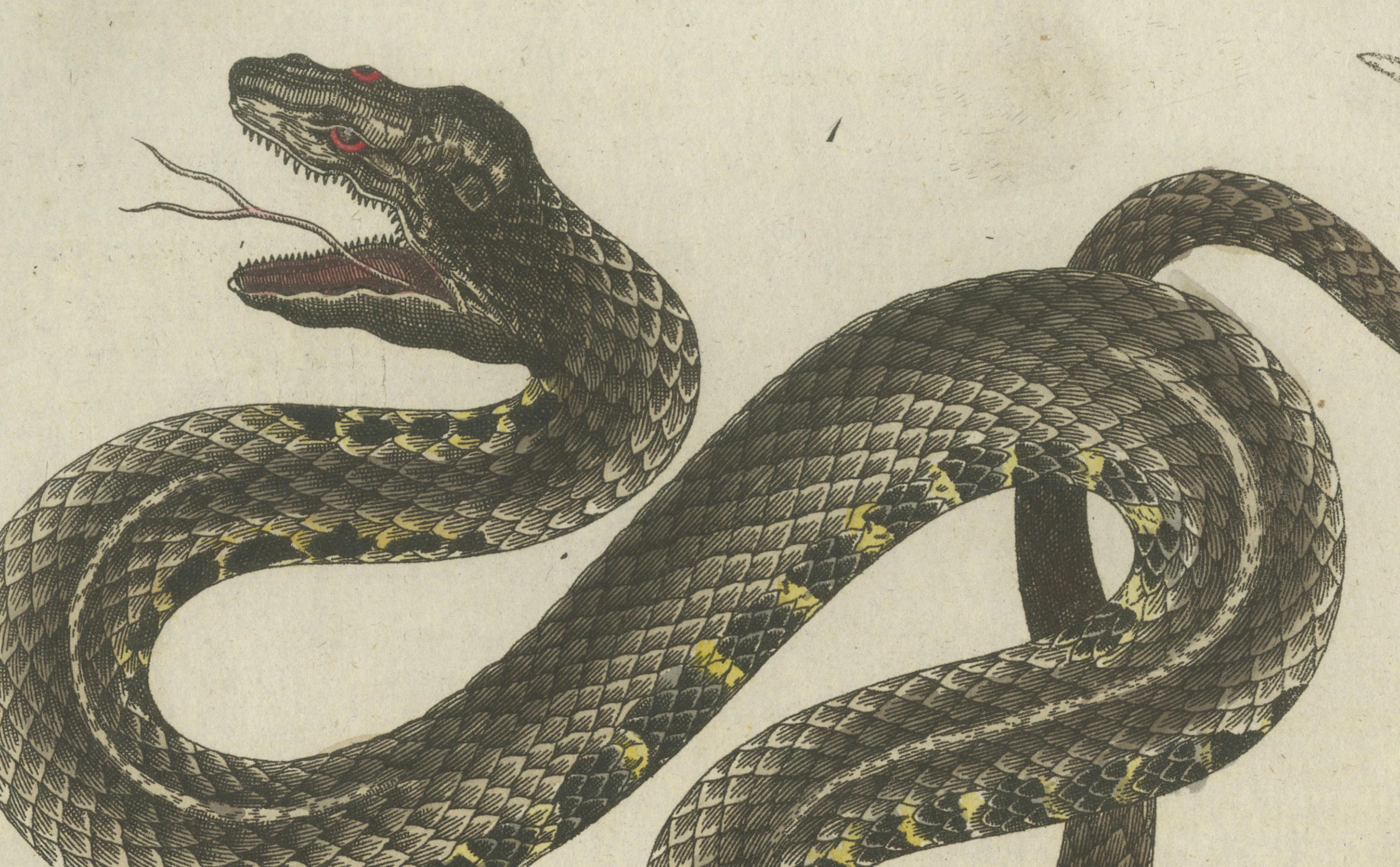 Early 19th Century Antique Handcolored Engraving of Snakes, c.1800 For Sale