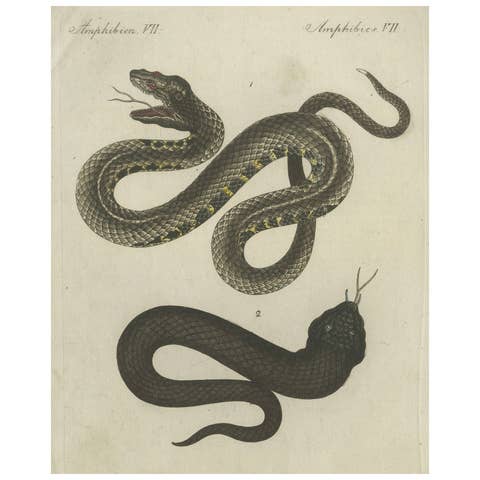 Antique Handcolored Engraving of Snakes, c.1800