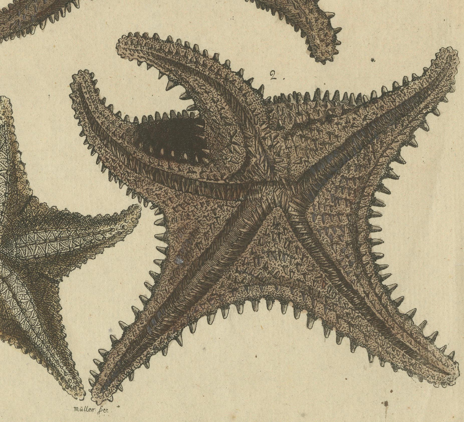 Grabado antiguo coloreado a mano de estrellas de mar y criaturas marinas, c.1800  

Este original grabado en cobre coloreado a mano presenta varias estrellas de mar y otros equinodermos, destacando sus intrincadas formas y sus singulares detalles