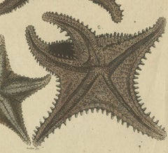 Antike handkolorierte Gravur von Seestern- und Marinekreationen, um 1800