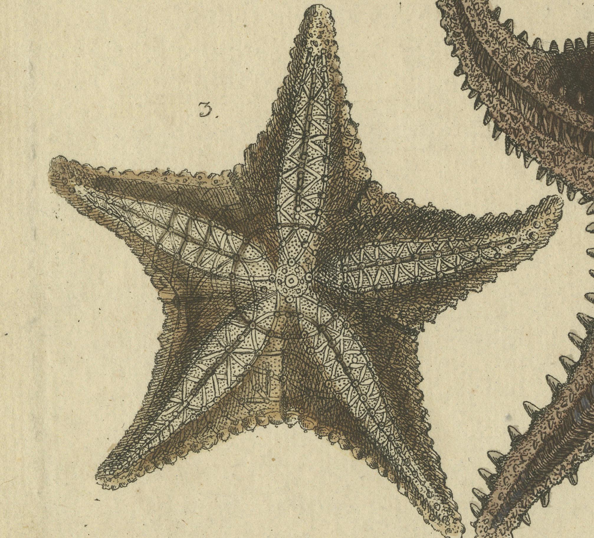 Grabado antiguo coloreado a mano de estrellas de mar y criaturas marinas, c.1800 en Bueno estado para la venta en Langweer, NL