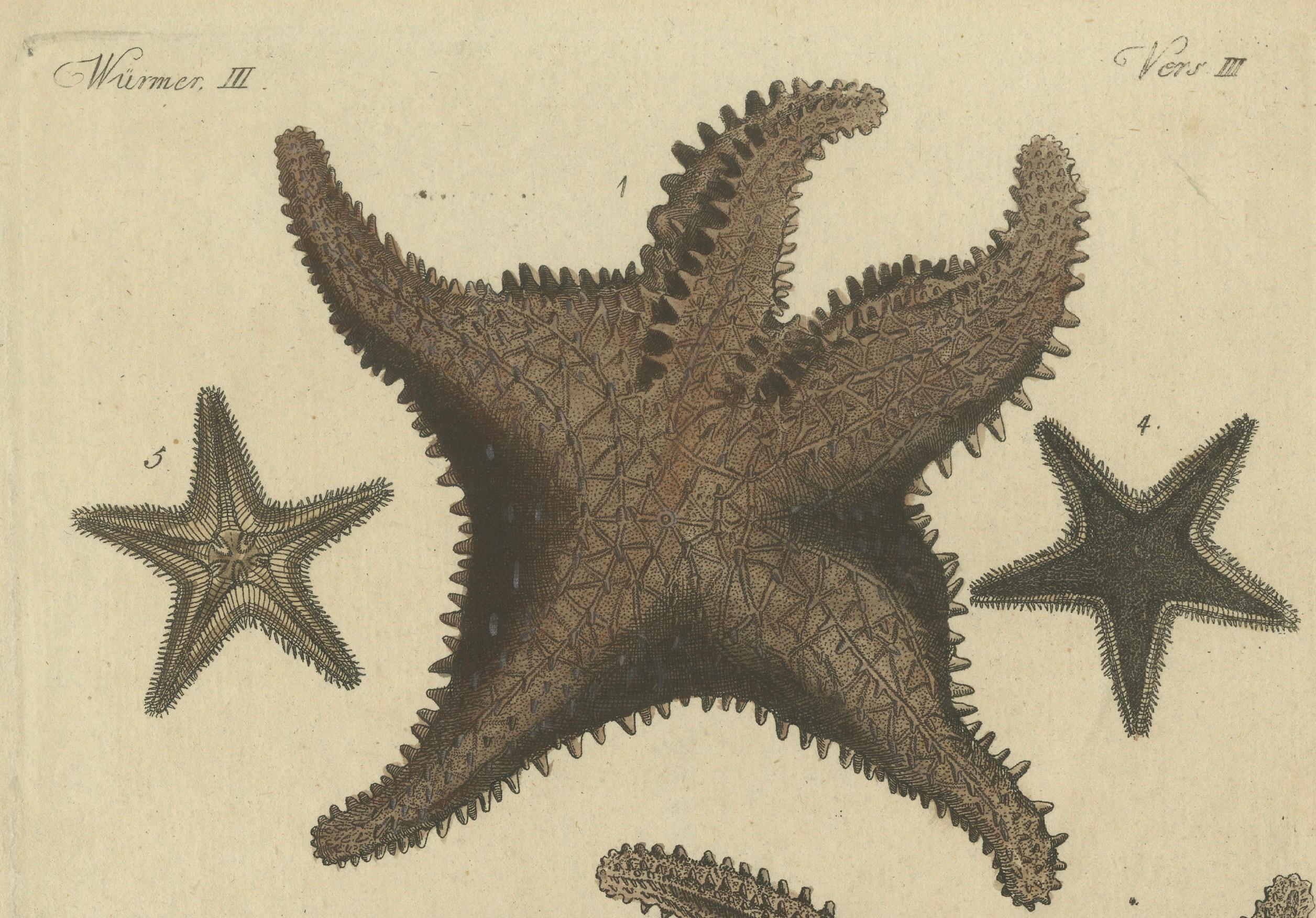 Grabado antiguo coloreado a mano de estrellas de mar y criaturas marinas, c.1800 principios del siglo XIX en venta