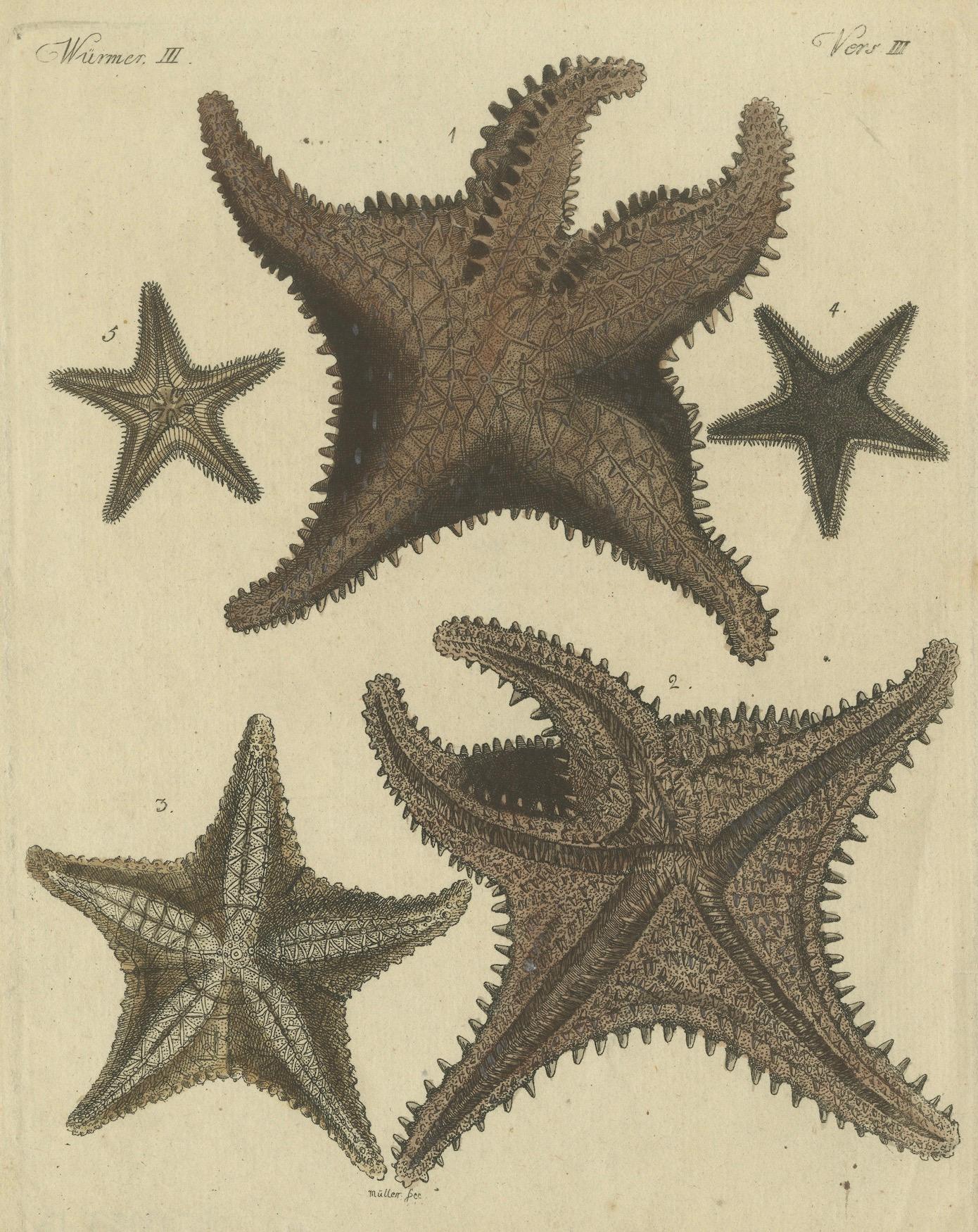 Grabado antiguo coloreado a mano de estrellas de mar y criaturas marinas, c.1800 Papel en venta