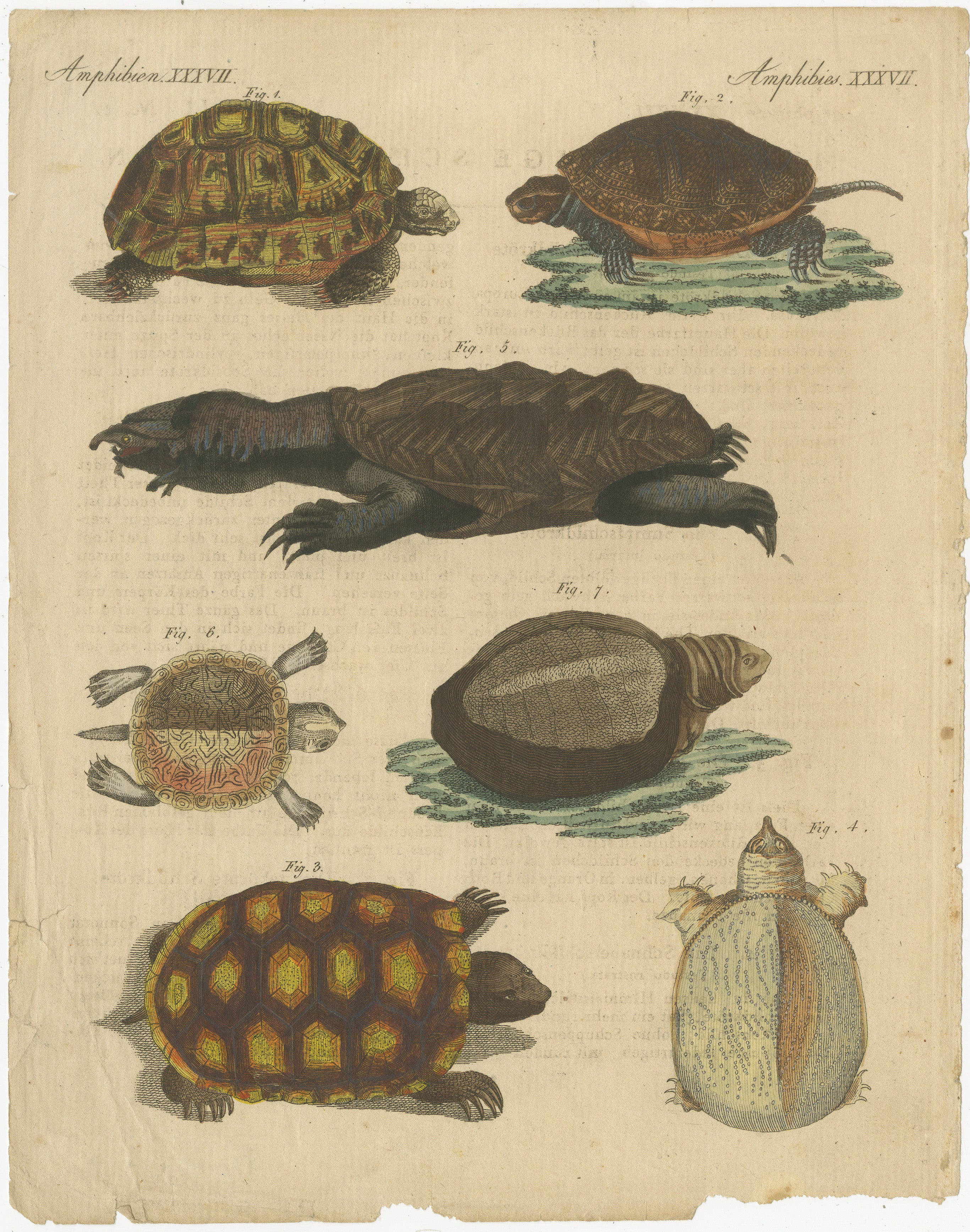 Antiker handkolorierter Kupferstich von Schildkröten und Wasserschildkröten, Amphibien XXXVII, um 1800  
 
Dieser handkolorierte Original-Kupferstich zeigt eine Vielzahl von Schildkröten und Landschildkröten und hebt ihre charakteristischen Panzer,