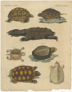 Antike handkolorierte Gravur von Schildkröten und Fackeln, um 1800
