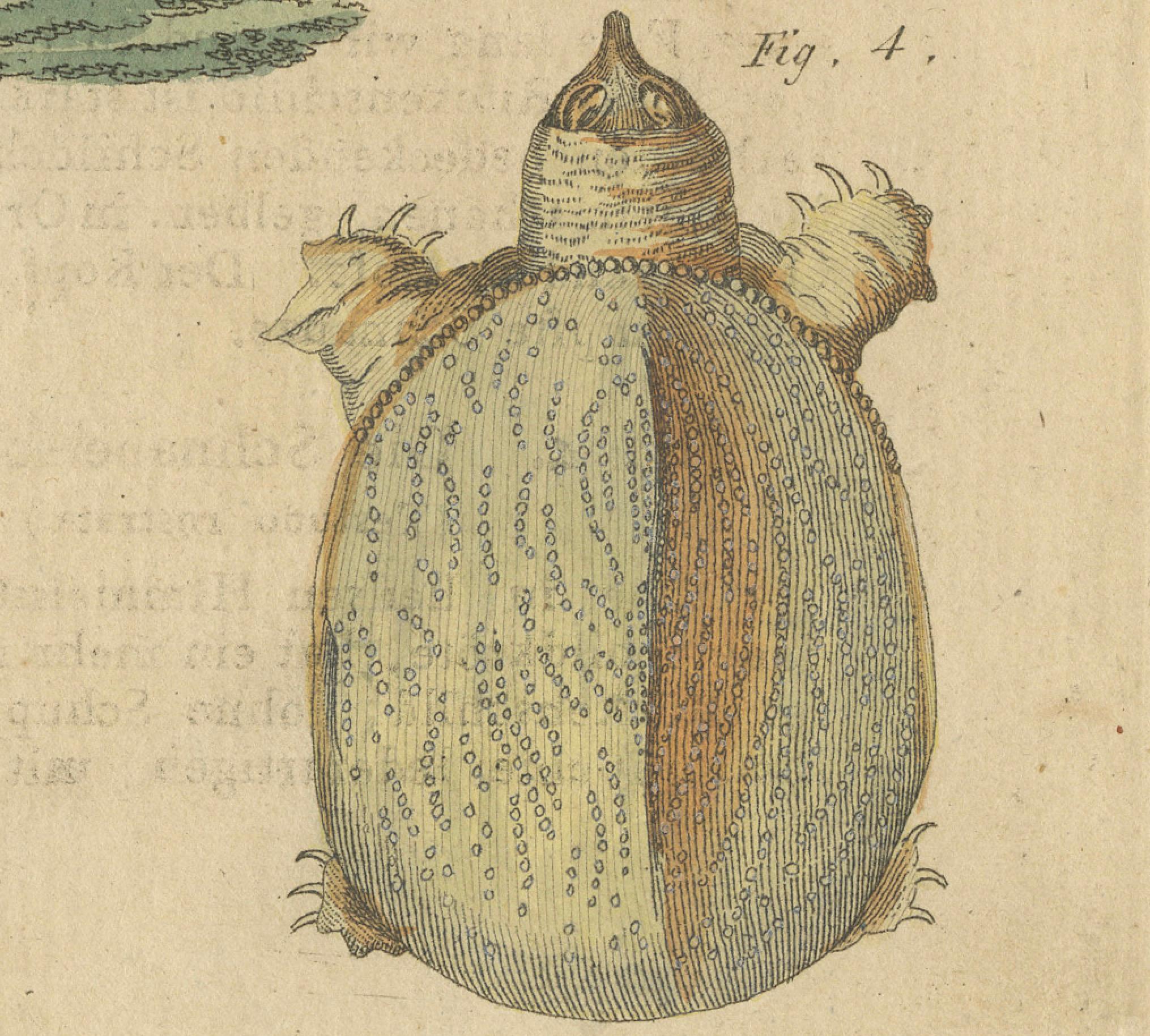 Antike handkolorierte Gravur von Schildkröten und Fackeln, um 1800 (Graviert) im Angebot