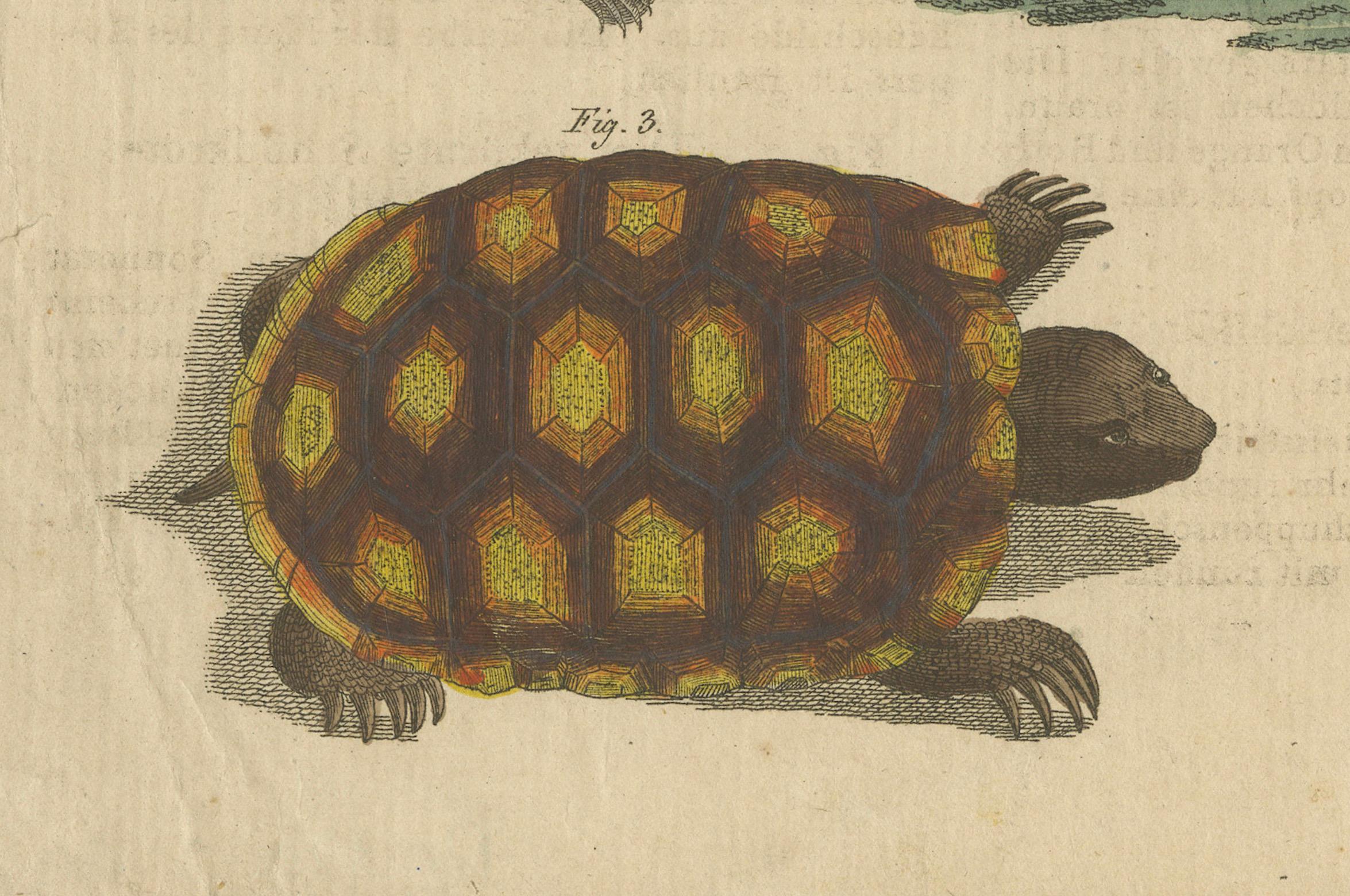 Antike handkolorierte Gravur von Schildkröten und Fackeln, um 1800 im Zustand „Relativ gut“ im Angebot in Langweer, NL