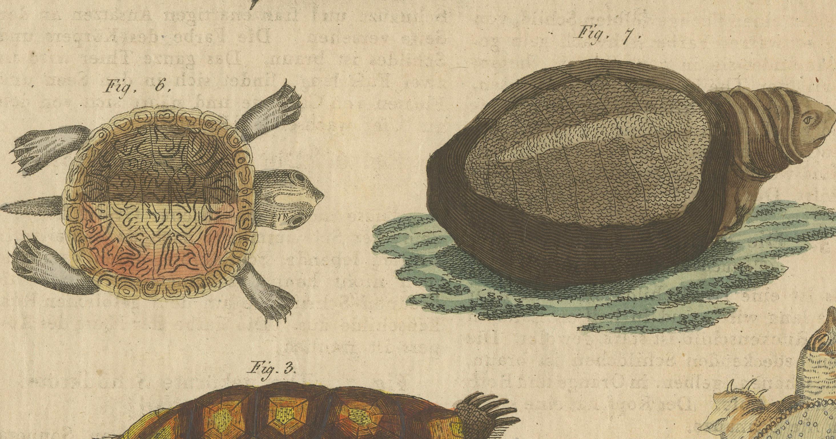 Antike handkolorierte Gravur von Schildkröten und Fackeln, um 1800 (Frühes 19. Jahrhundert) im Angebot
